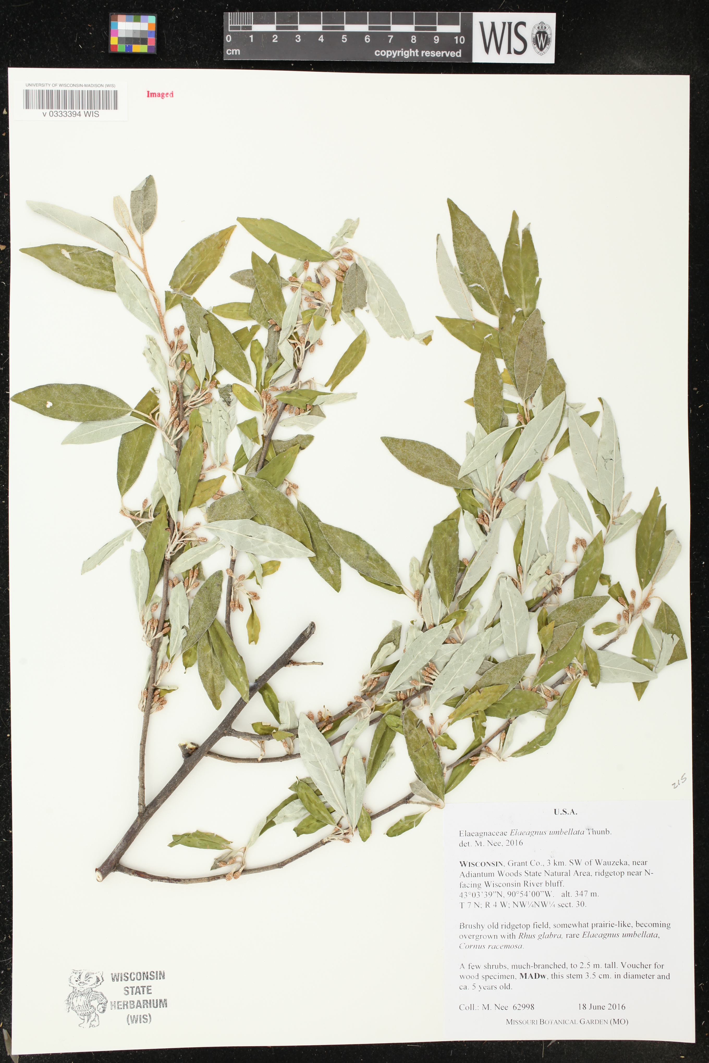 Elaeagnus umbellata image