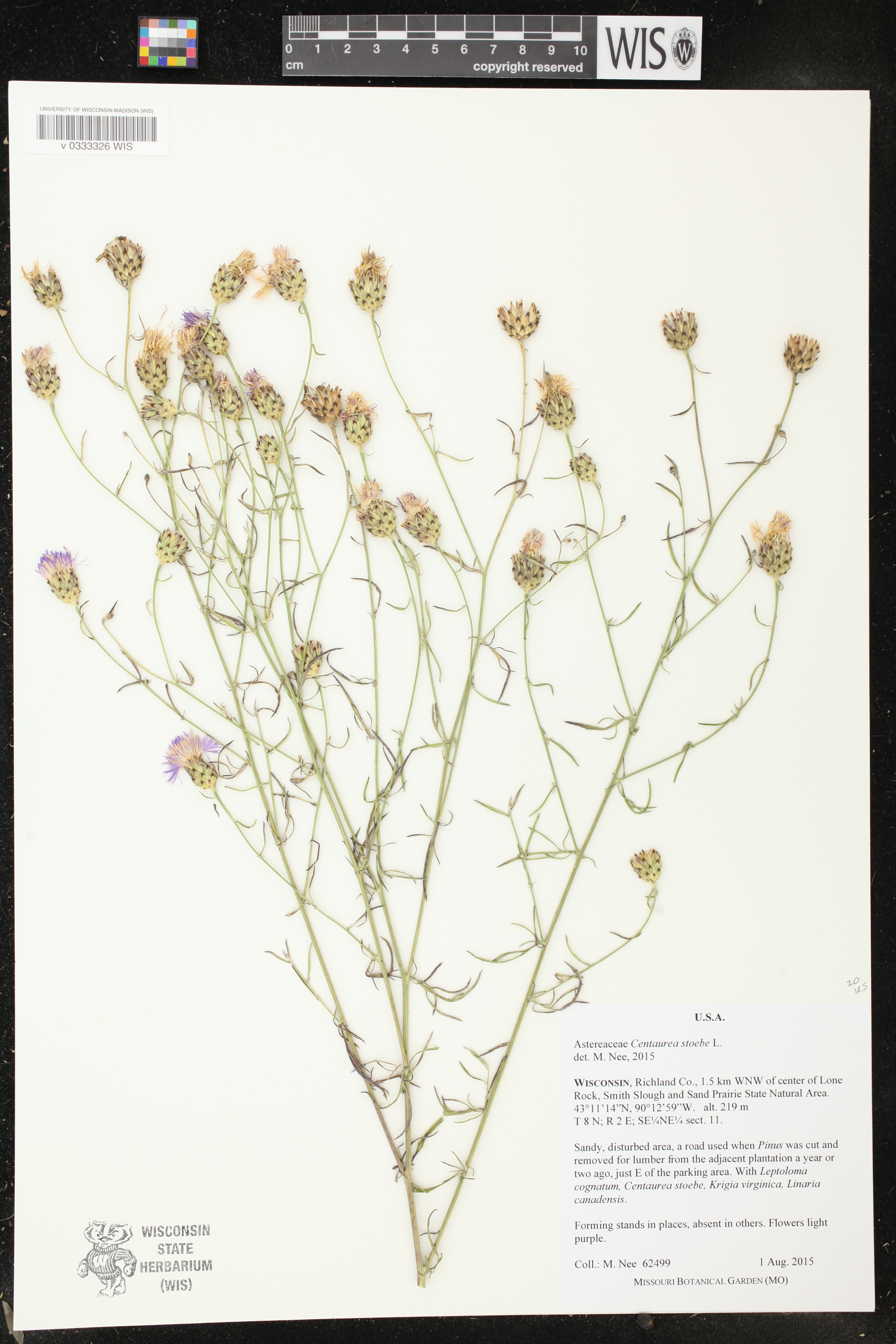 Centaurea stoebe image