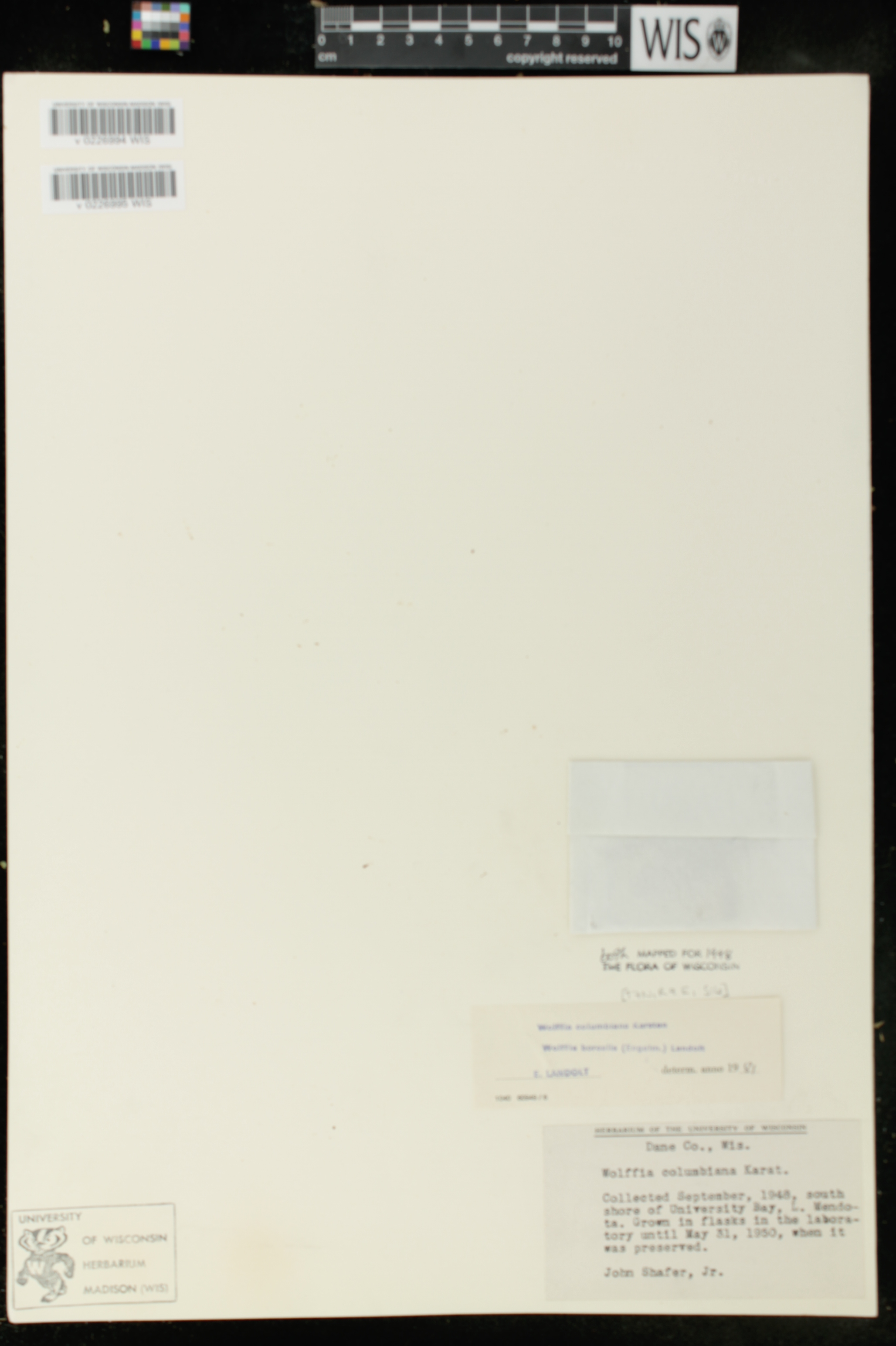 Wolffia columbiana image