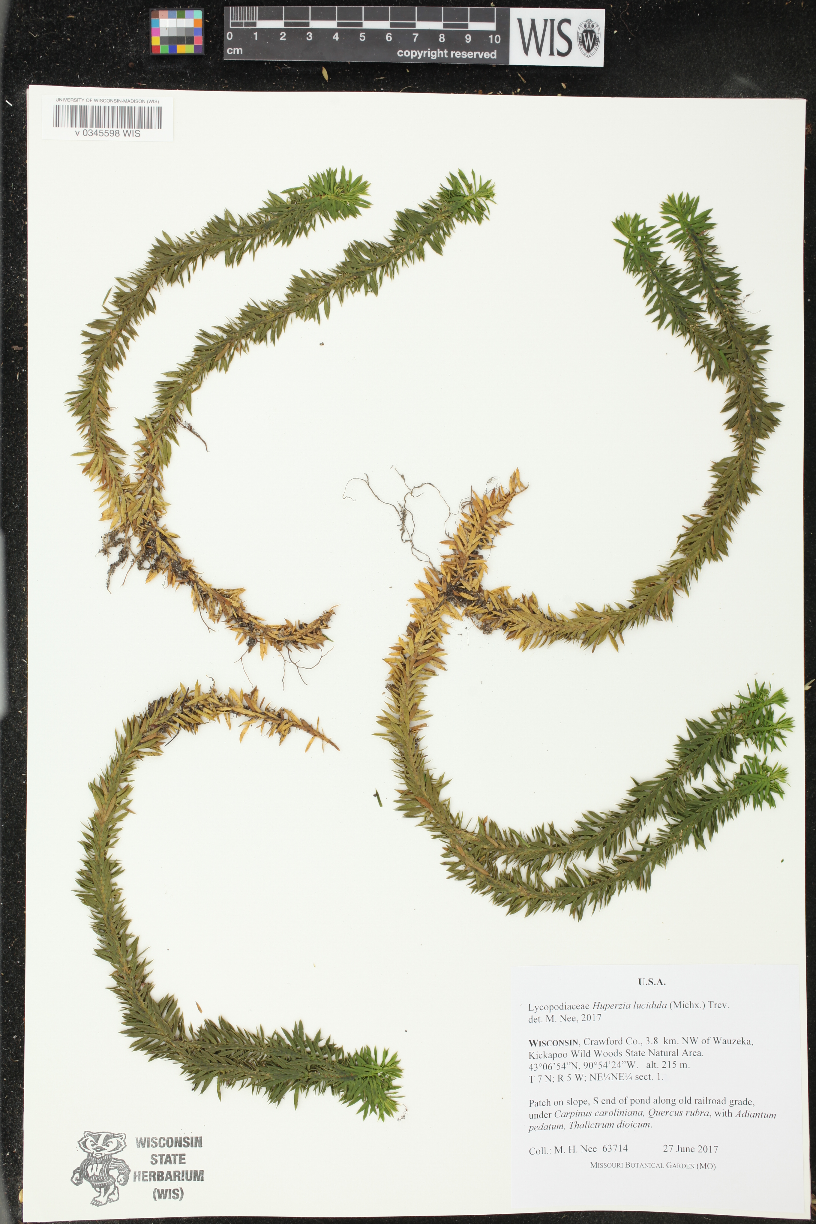 Huperzia lucidula image