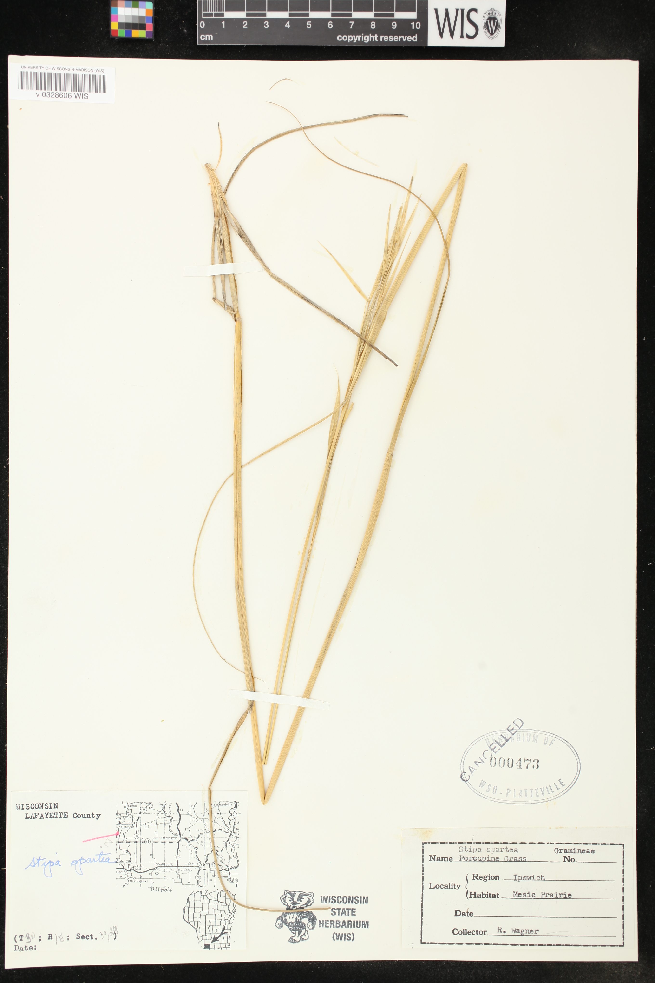 Hesperostipa spartea image