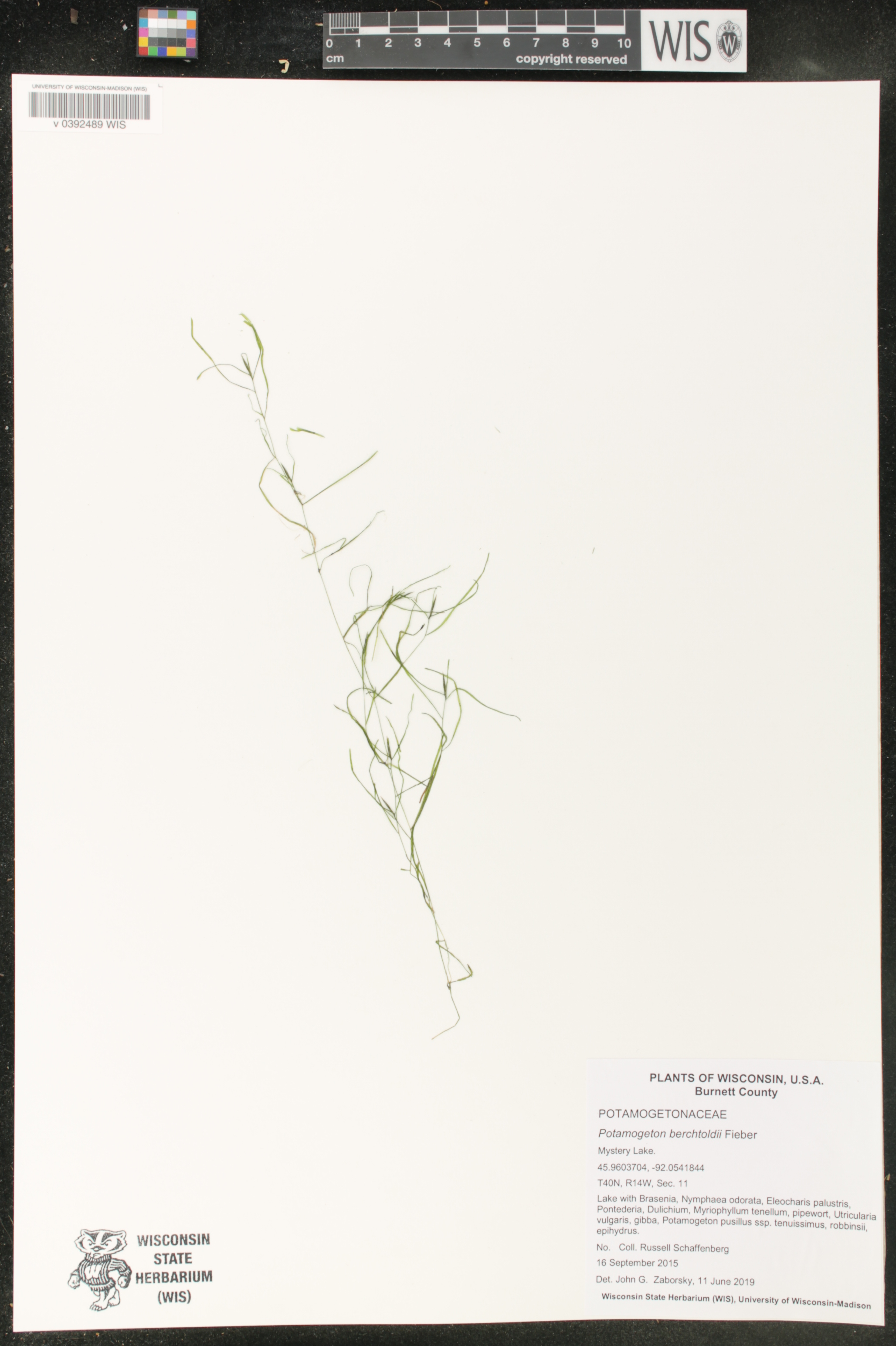 Potamogeton berchtoldii image