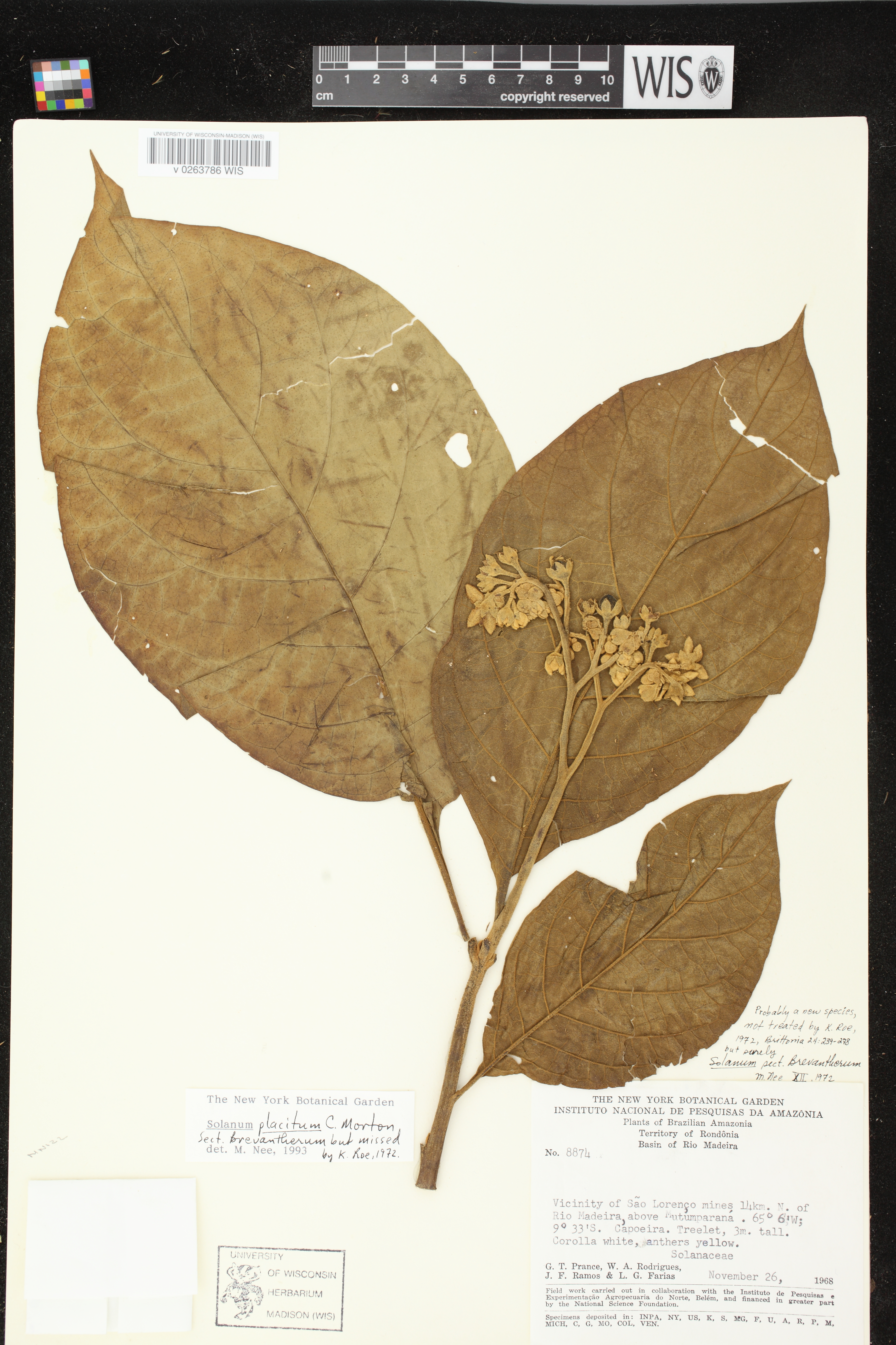 Solanum placitum image