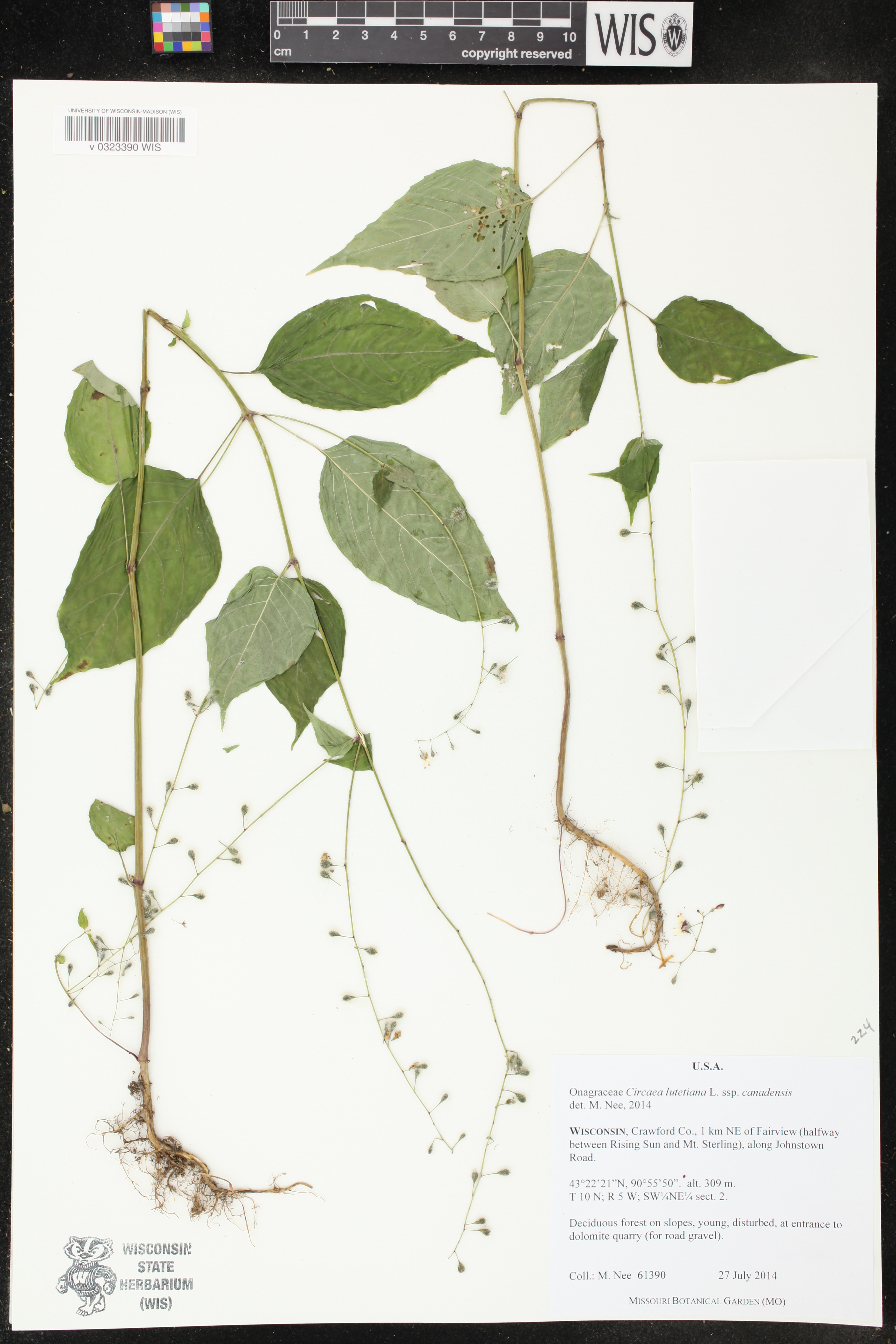 Circaea canadensis subsp. canadensis image