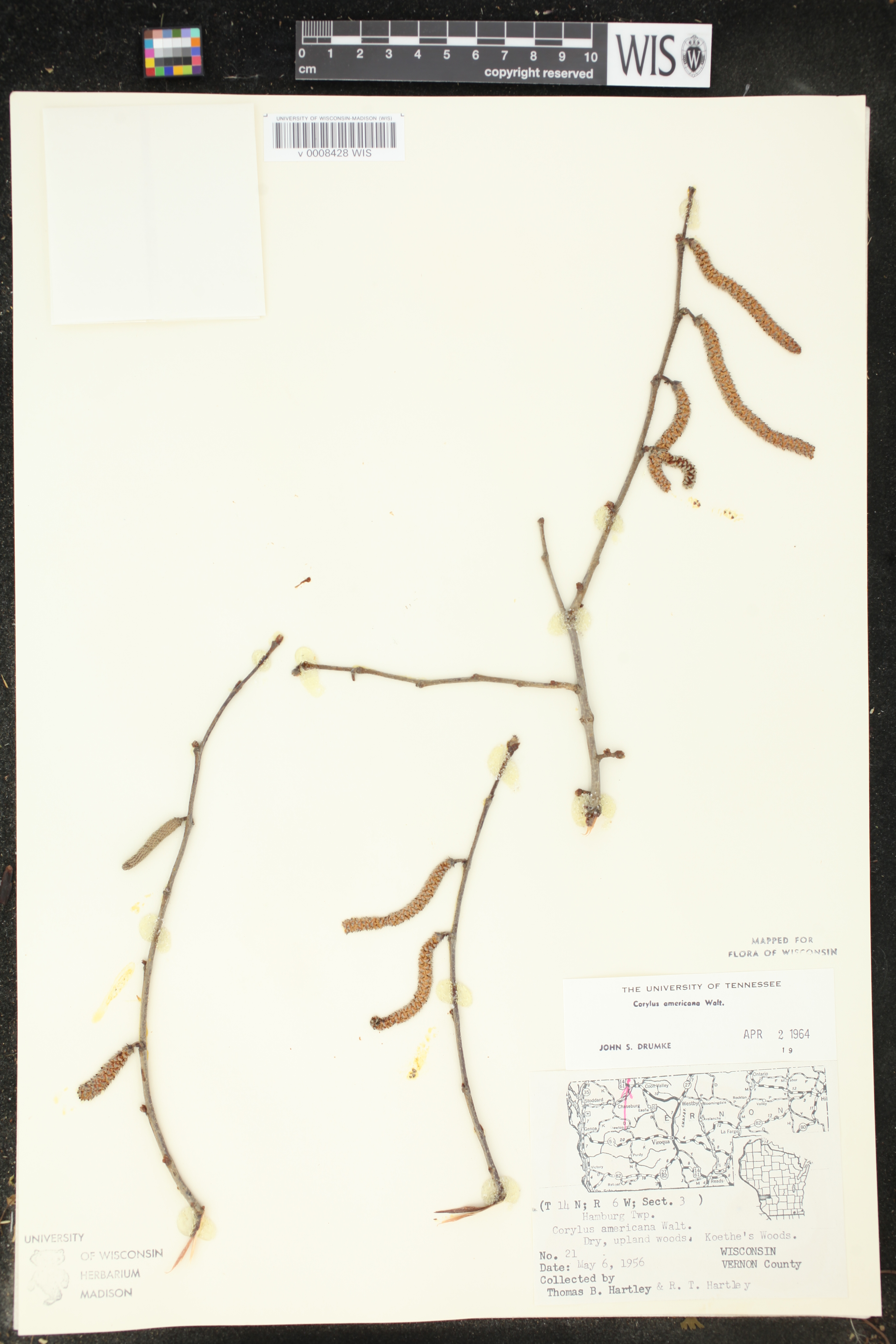 Corylus americana image