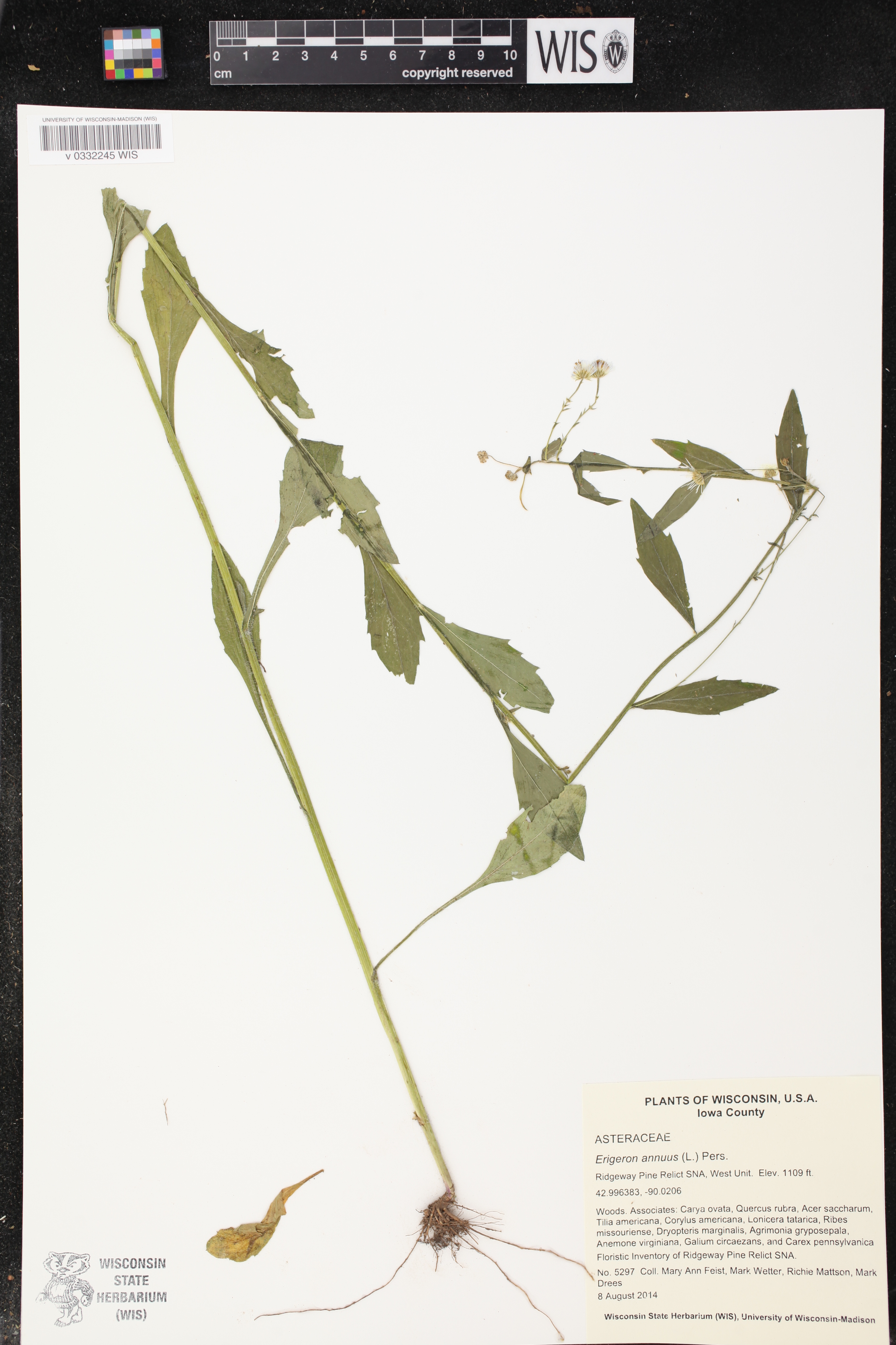 Erigeron annuus image