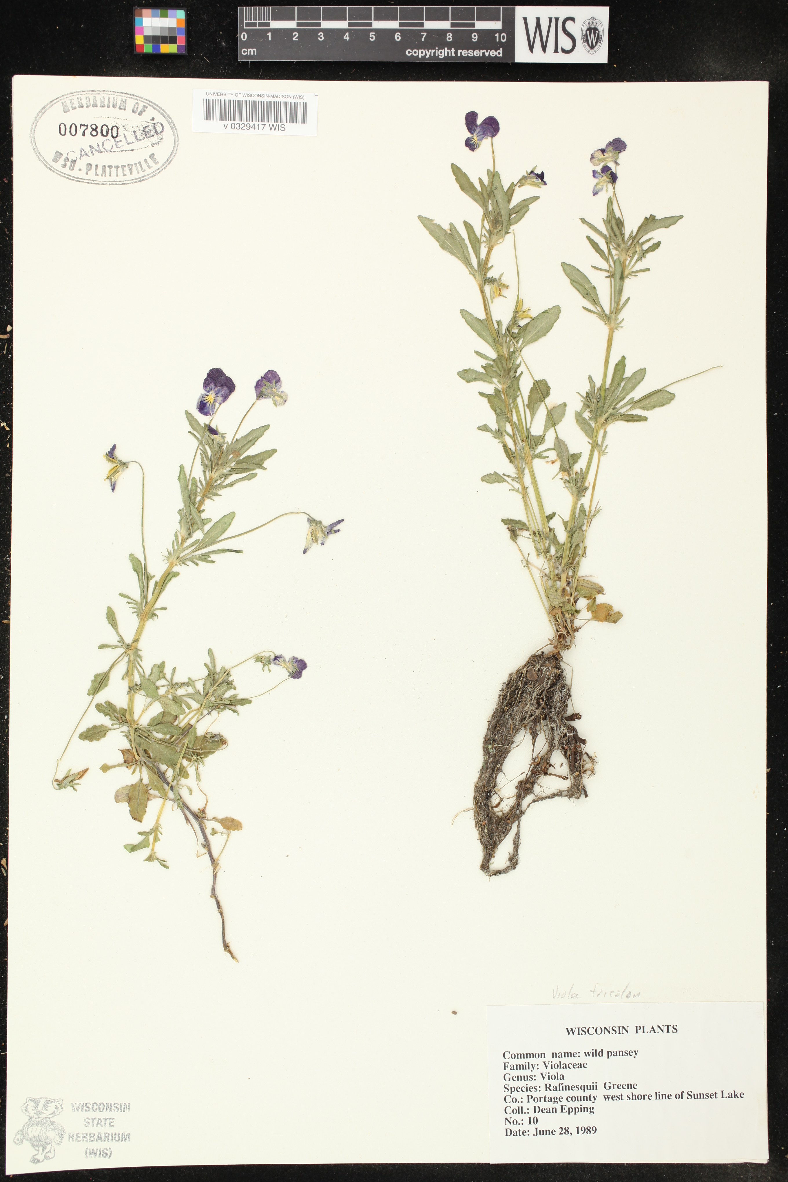 Viola tricolor image