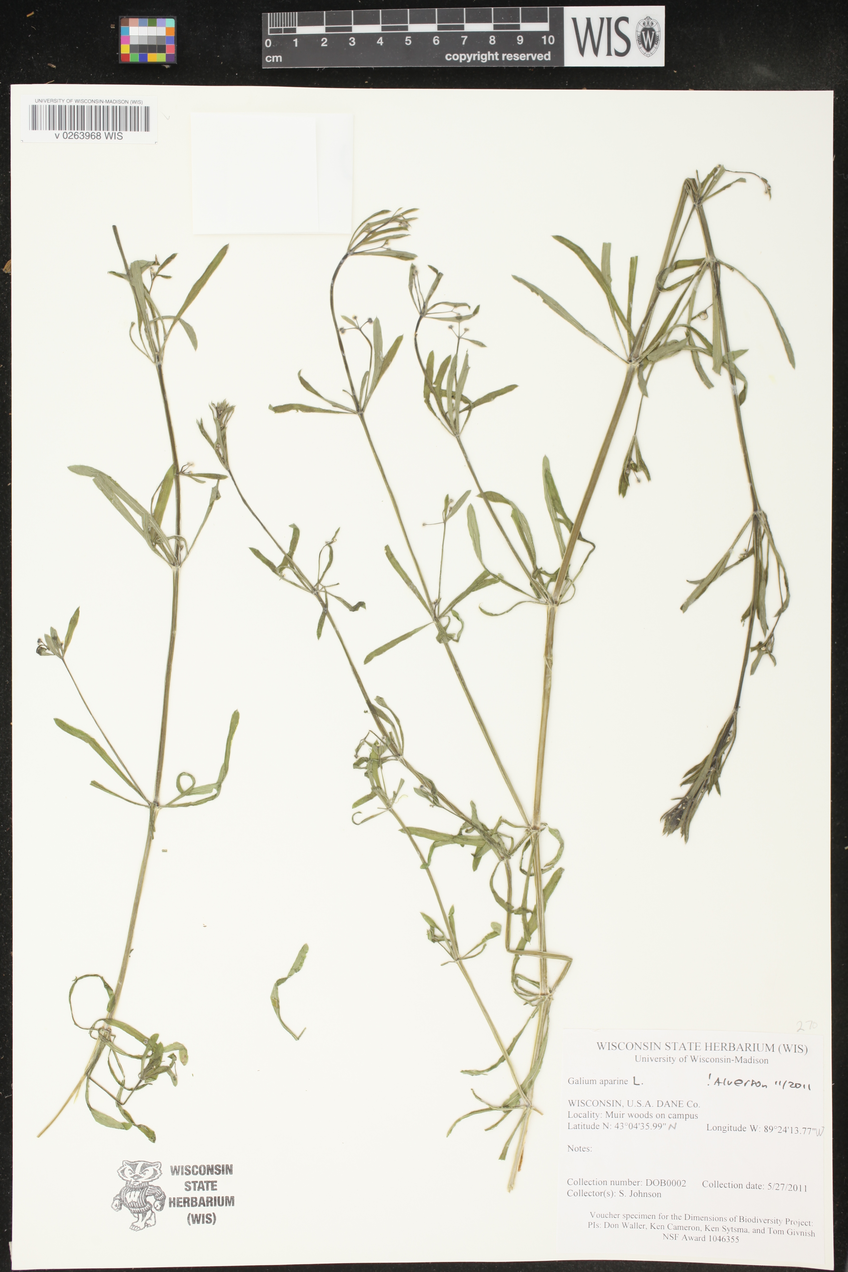 Galium aparine image