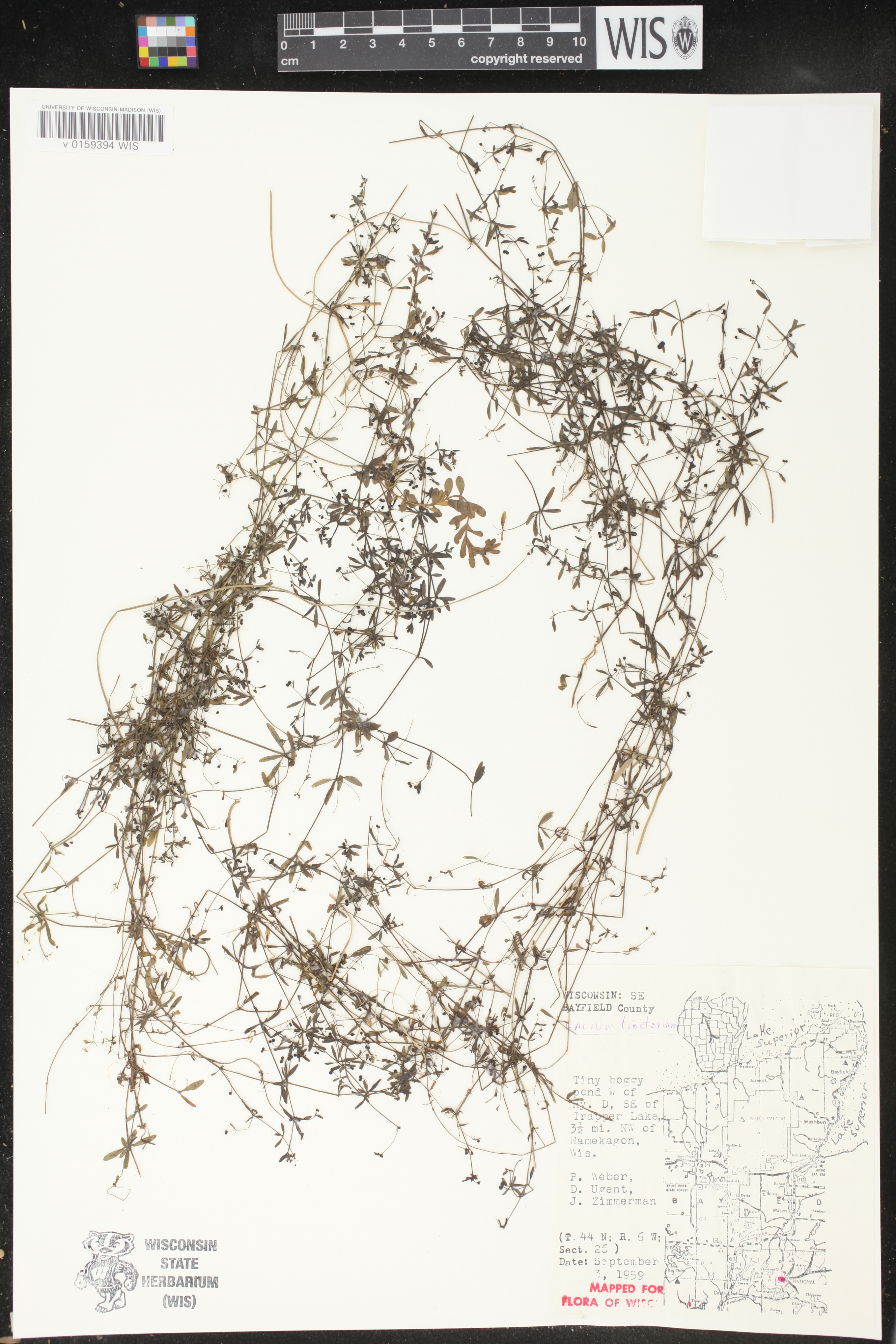 Galium tinctorium image