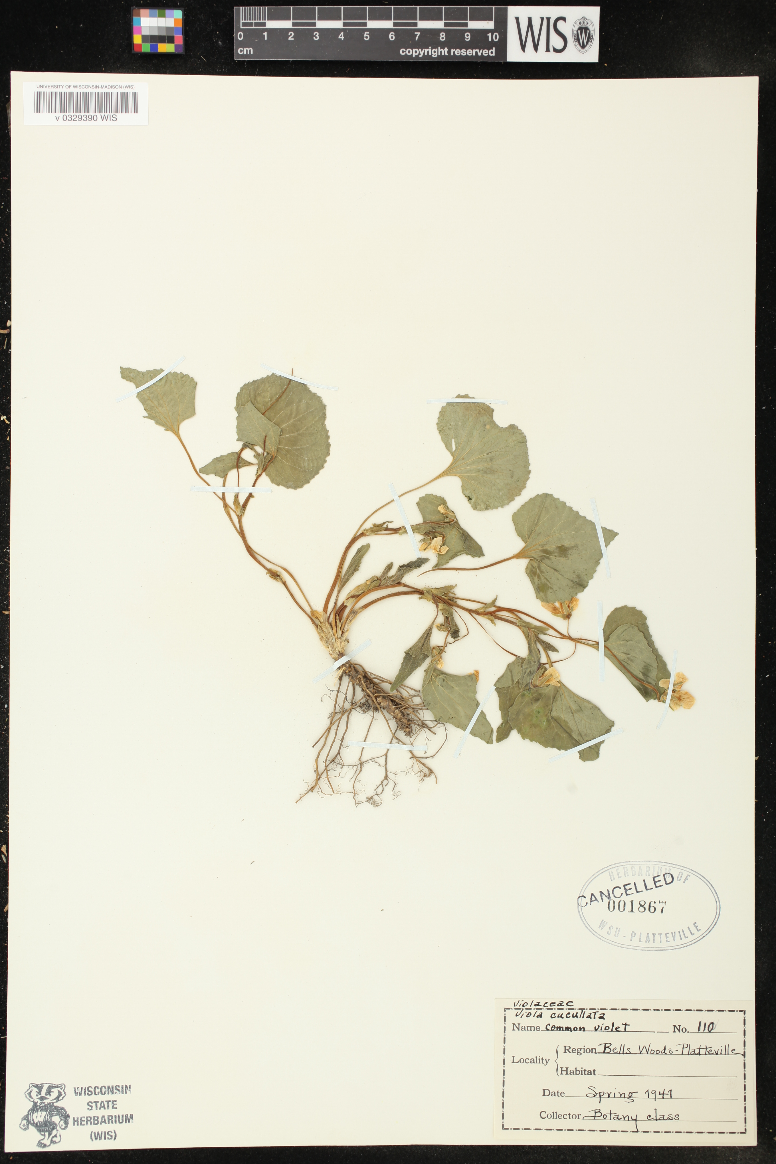 Viola cucullata image