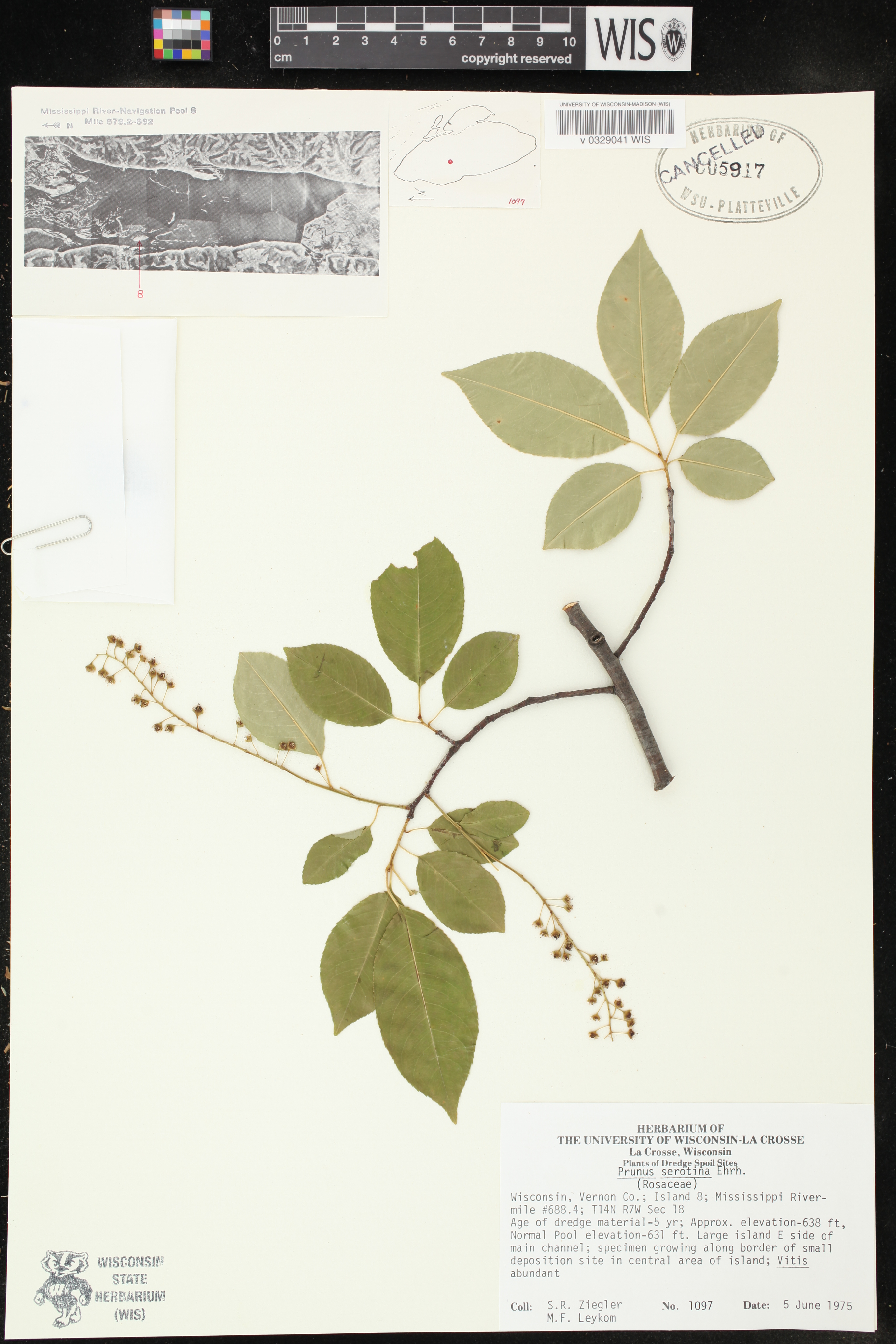 Prunus serotina var. serotina image