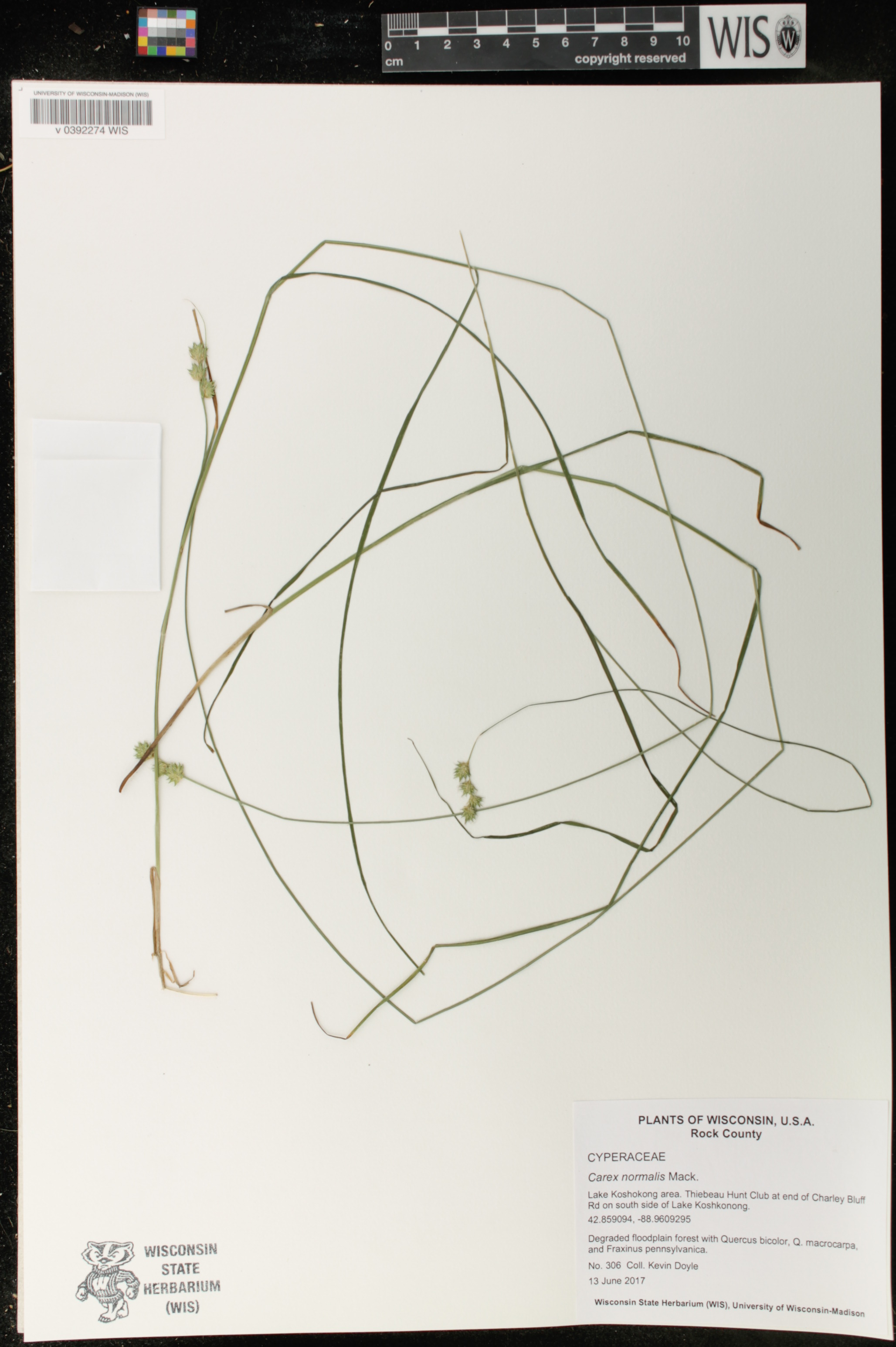 Carex normalis image