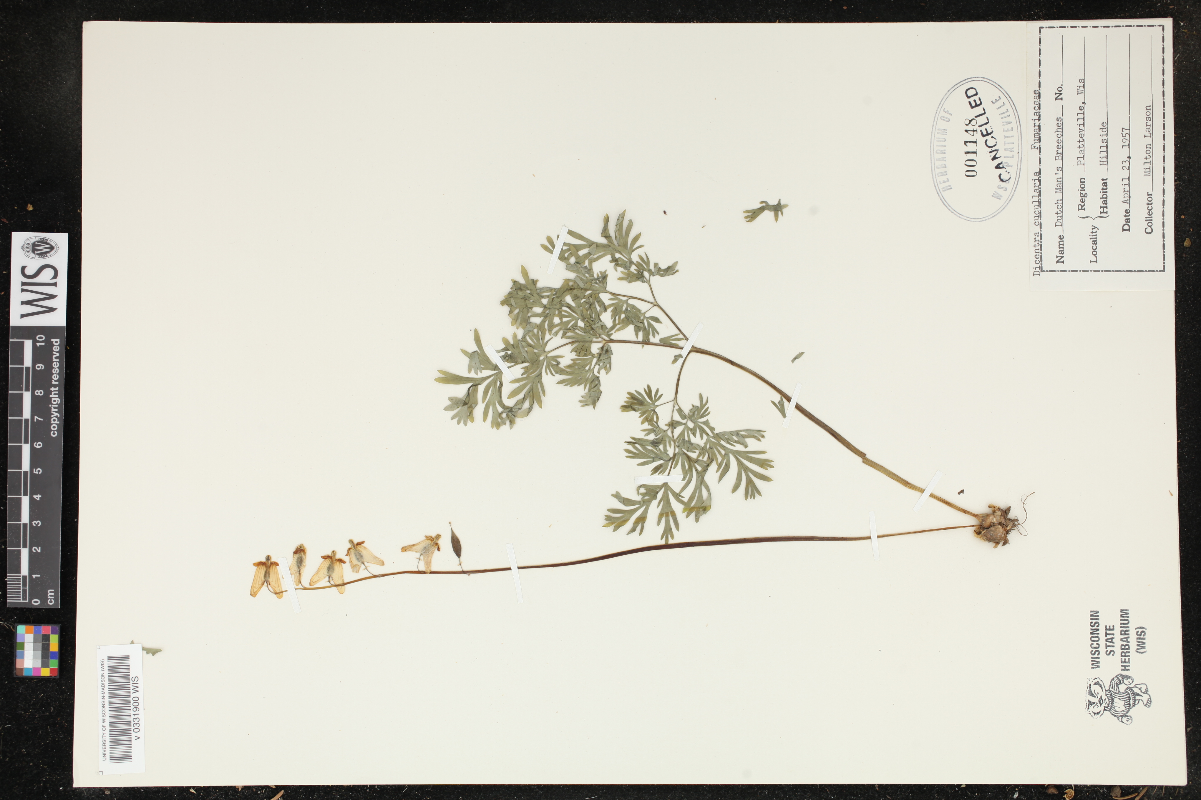 Dicentra cucullaria image