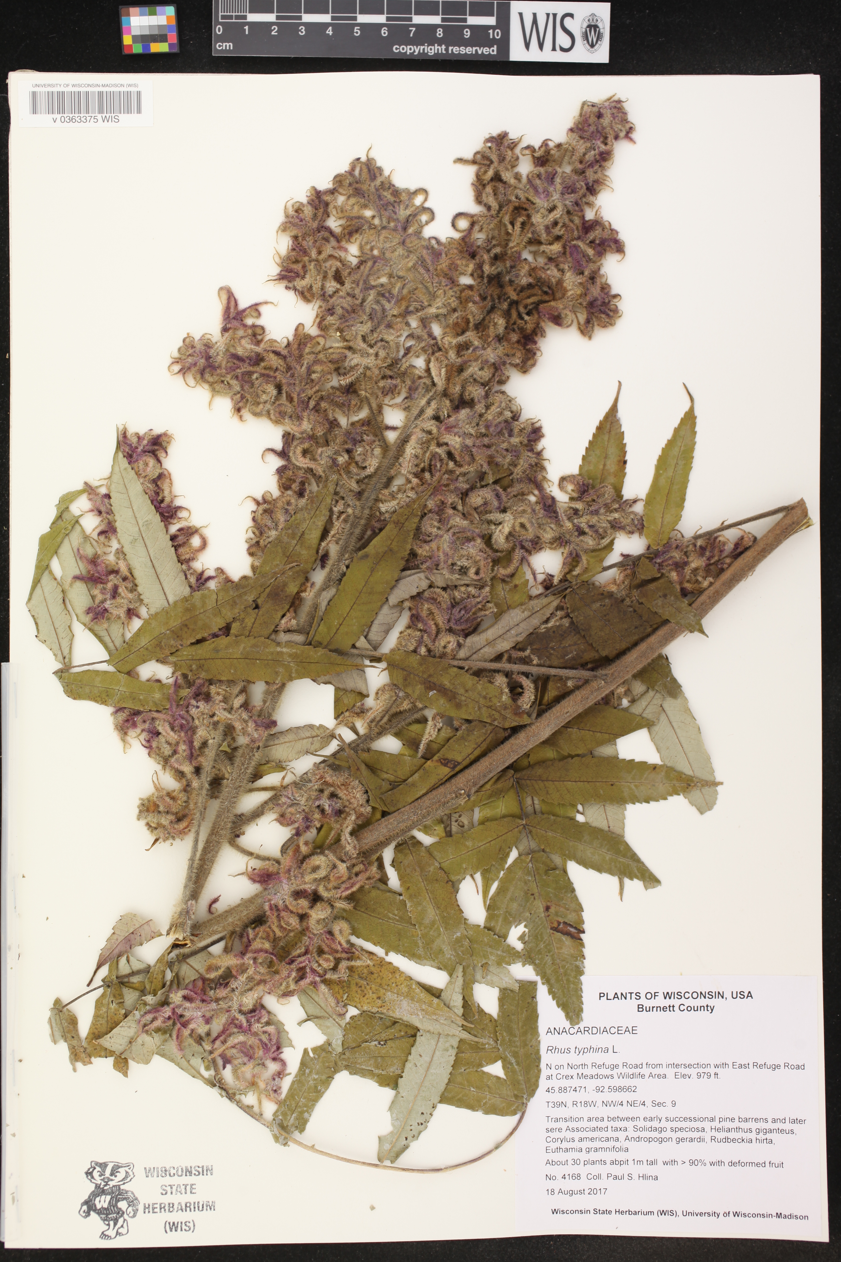 Rhus typhina image