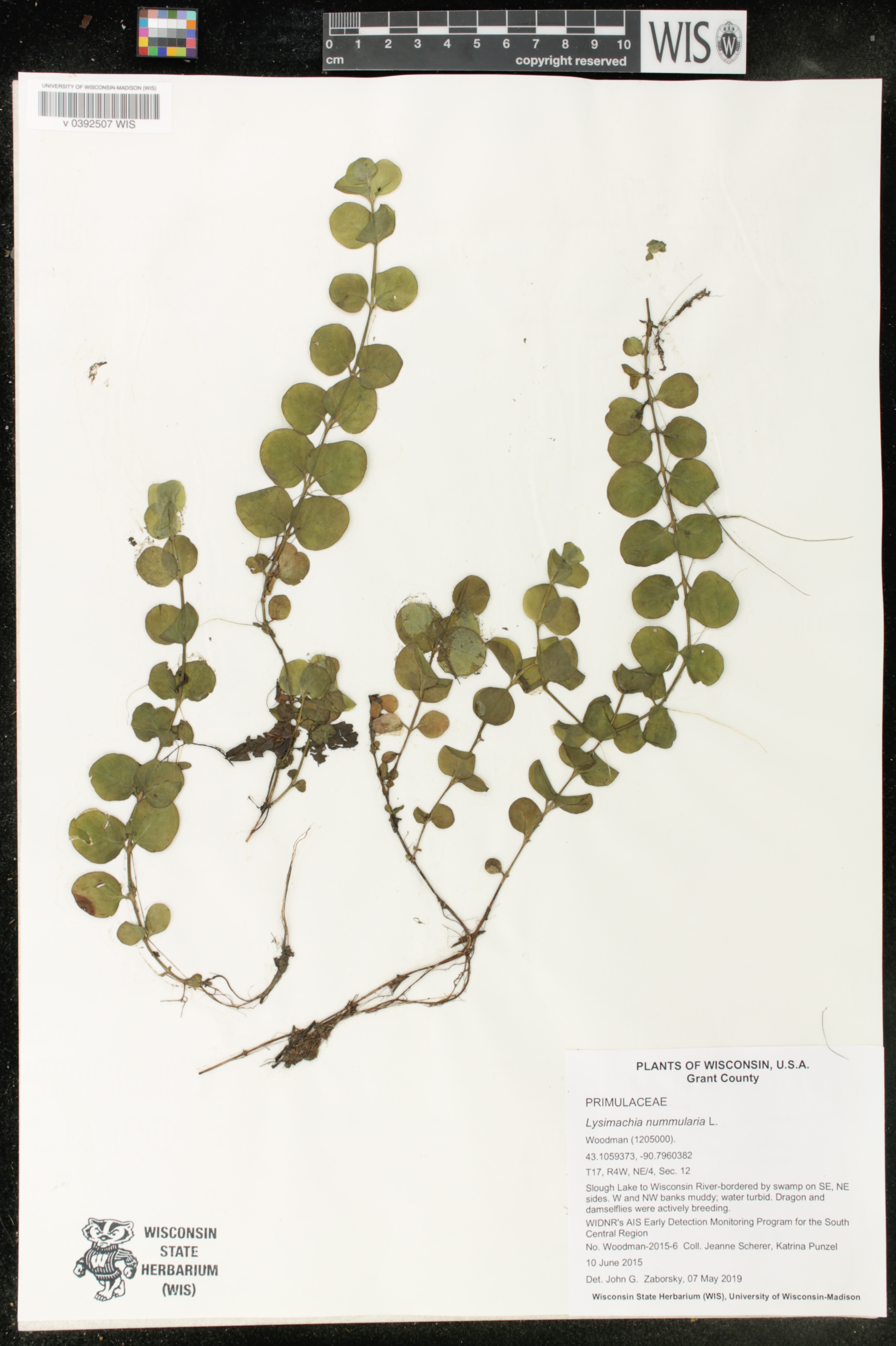 Lysimachia nummularia image