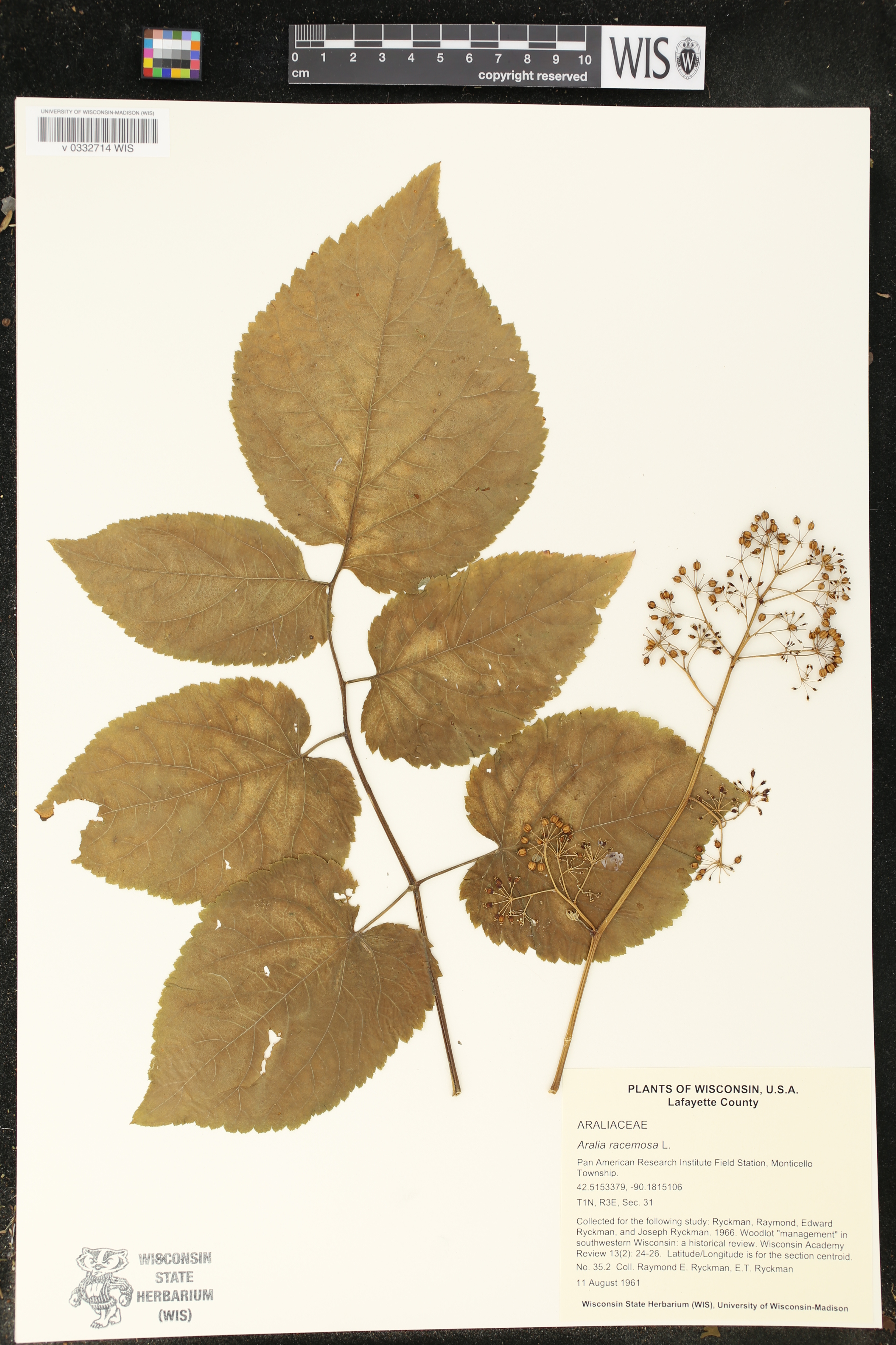 Aralia racemosa image