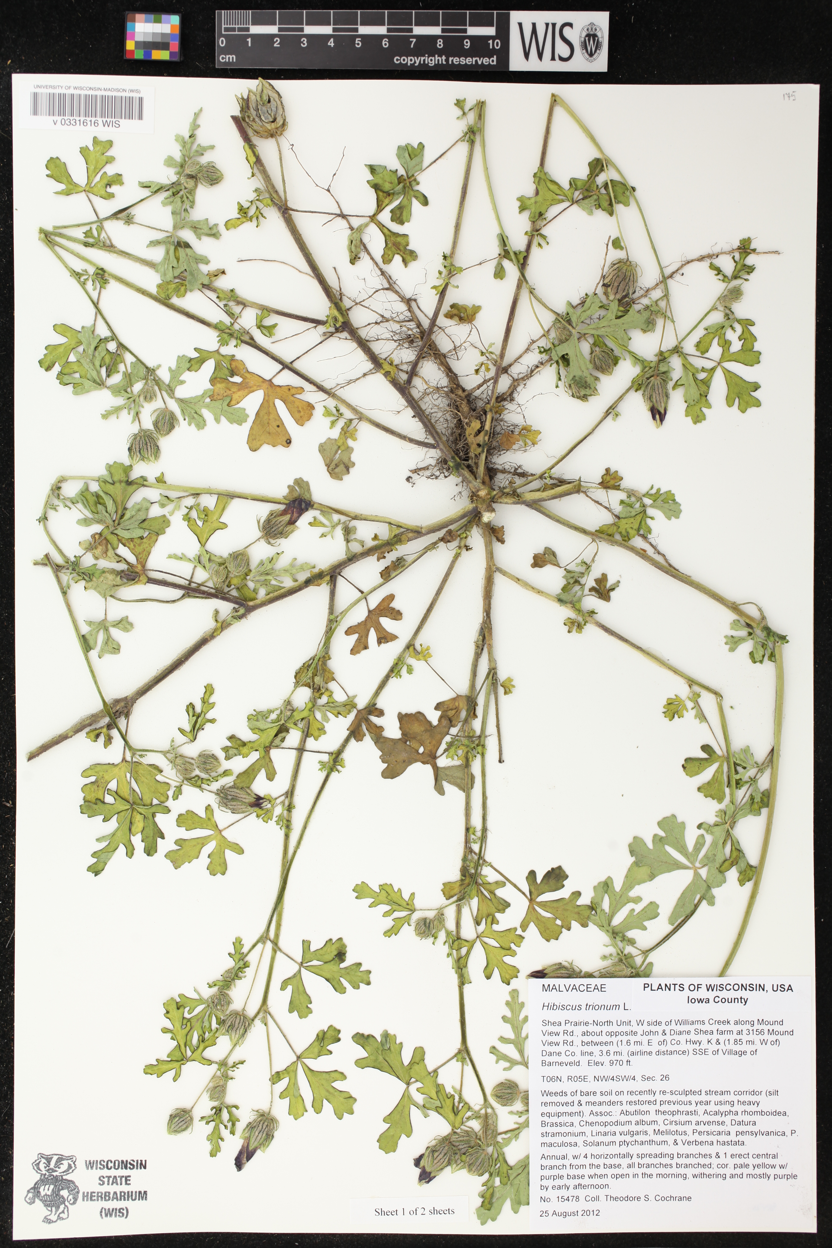 Hibiscus trionum image