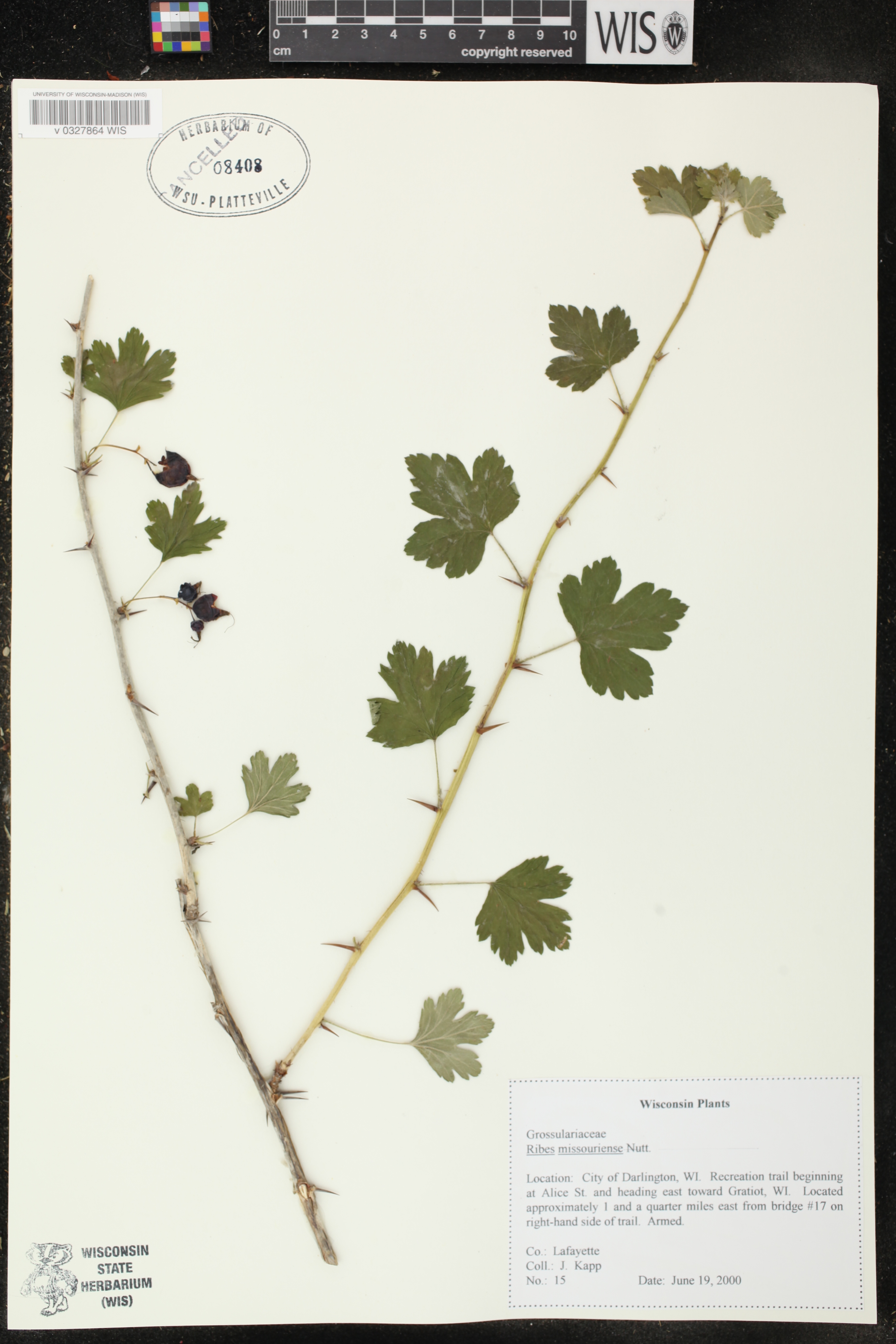 Ribes missouriense image