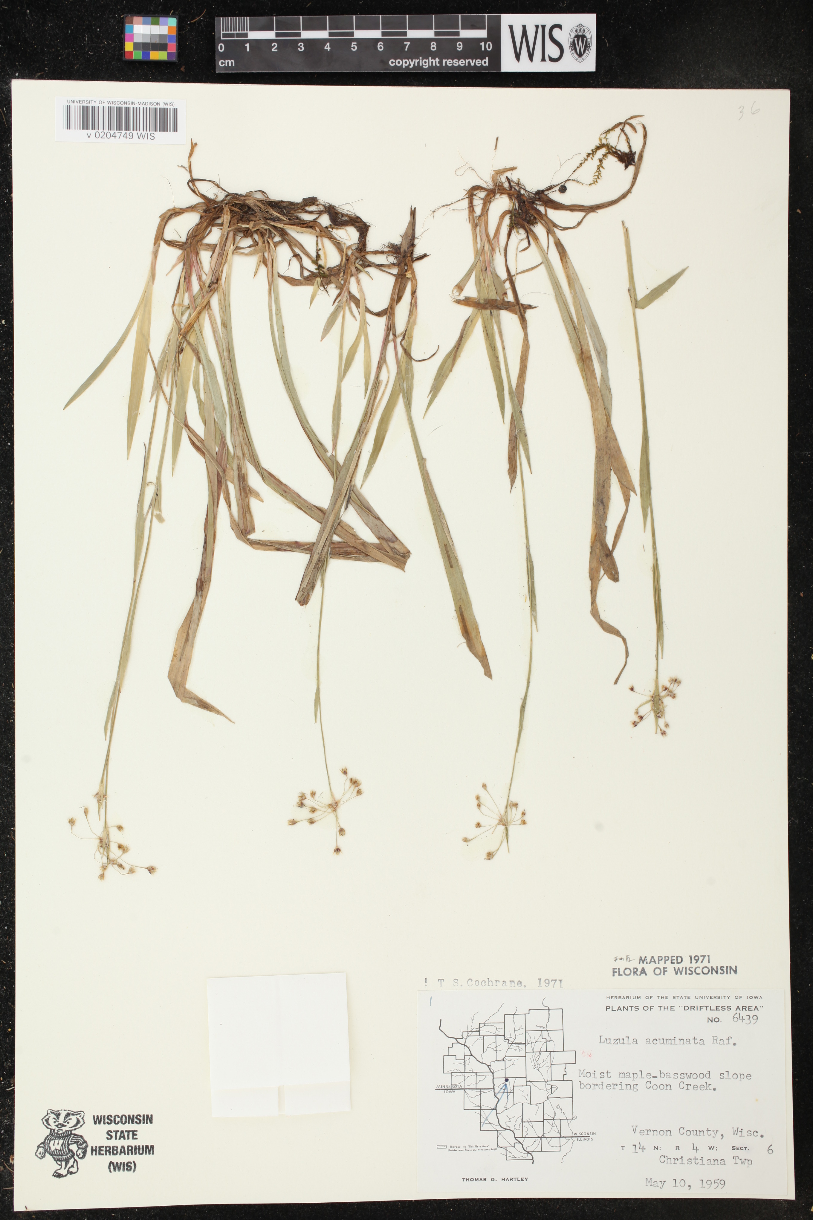 Luzula acuminata image
