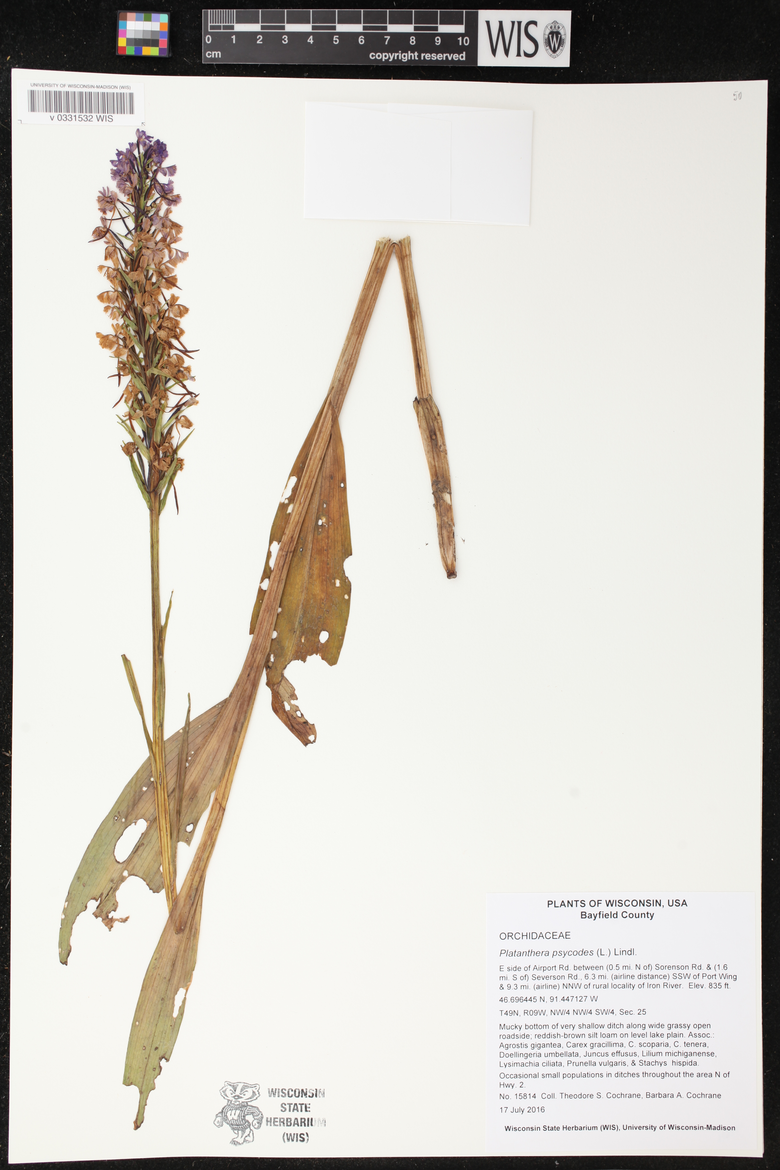 Platanthera psycodes image