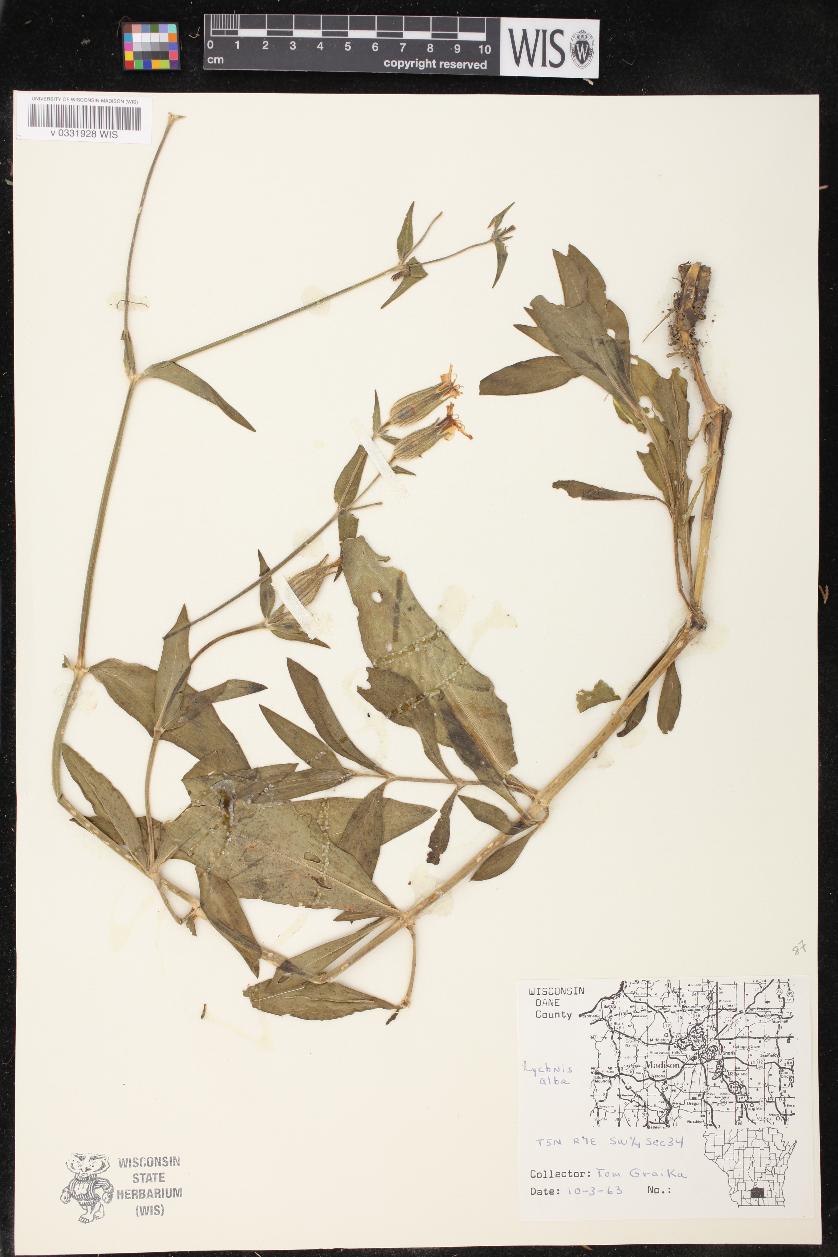 Silene latifolia image