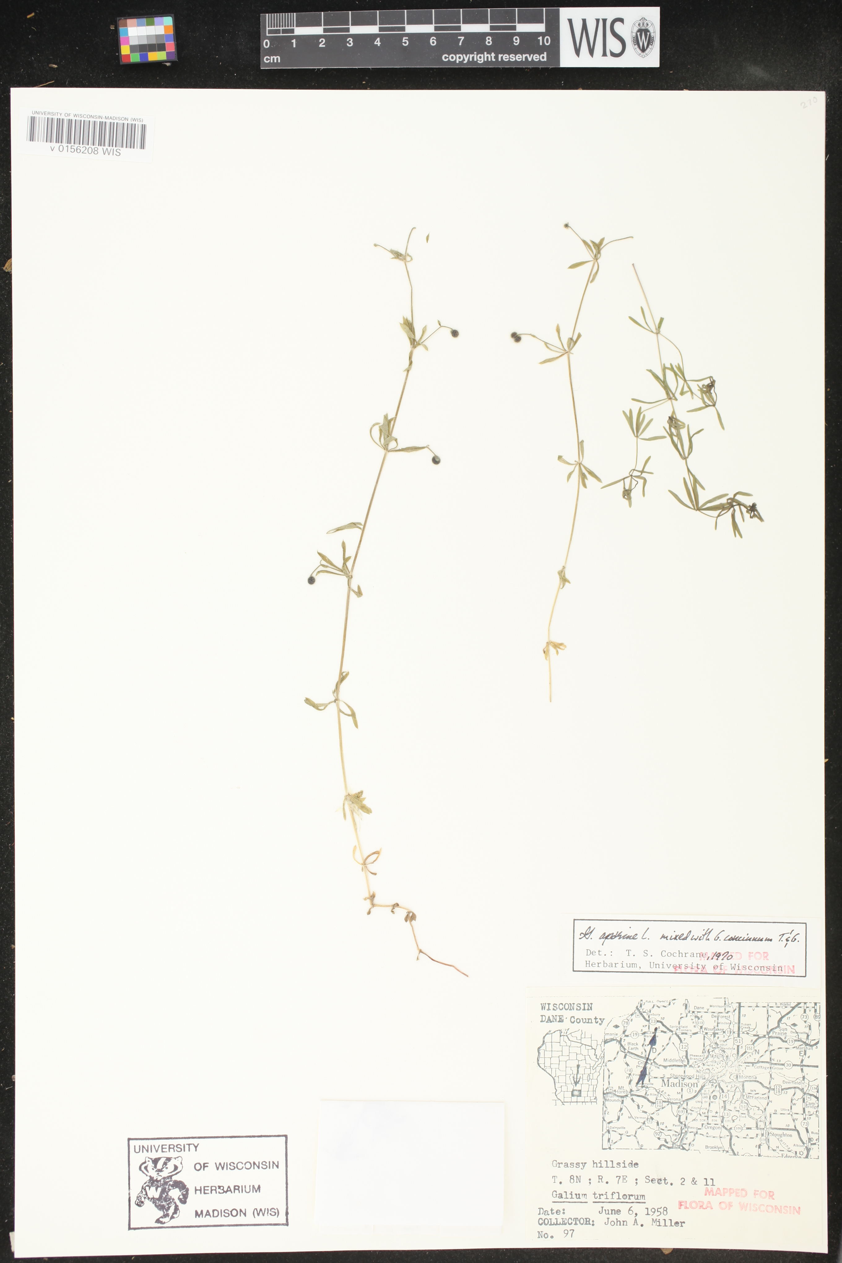 Galium aparine image
