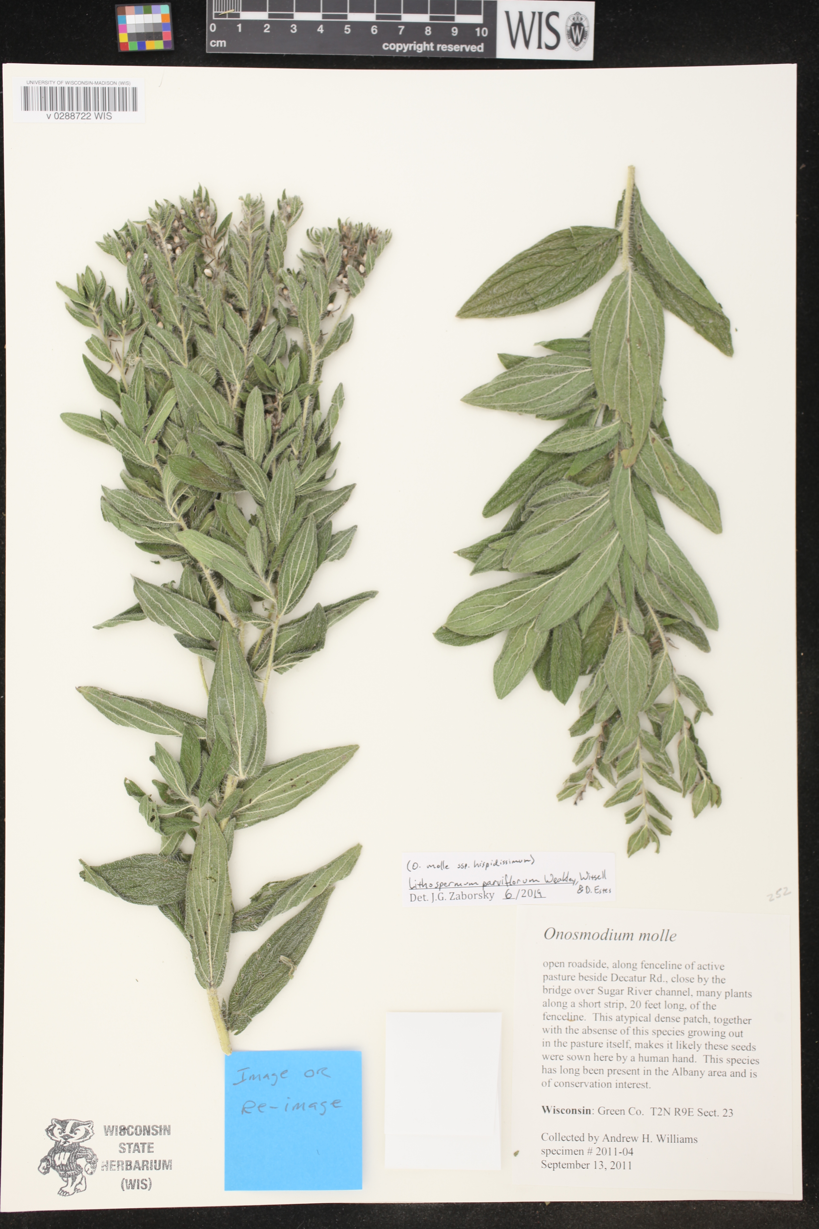 Lithospermum parviflorum image