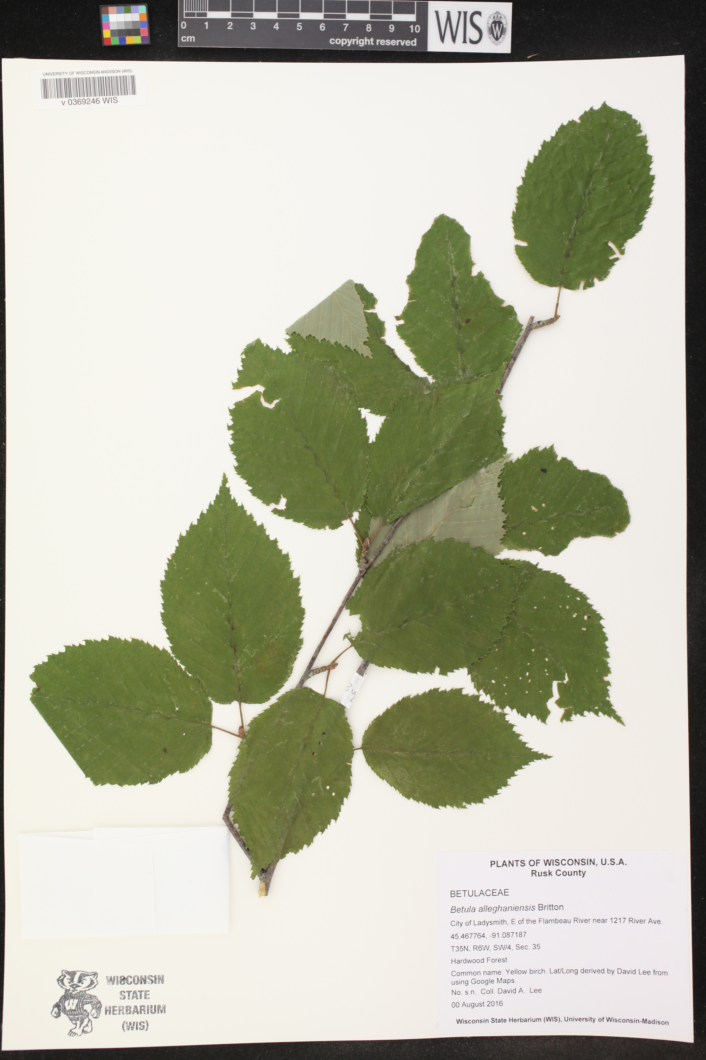 Betula alleghaniensis image