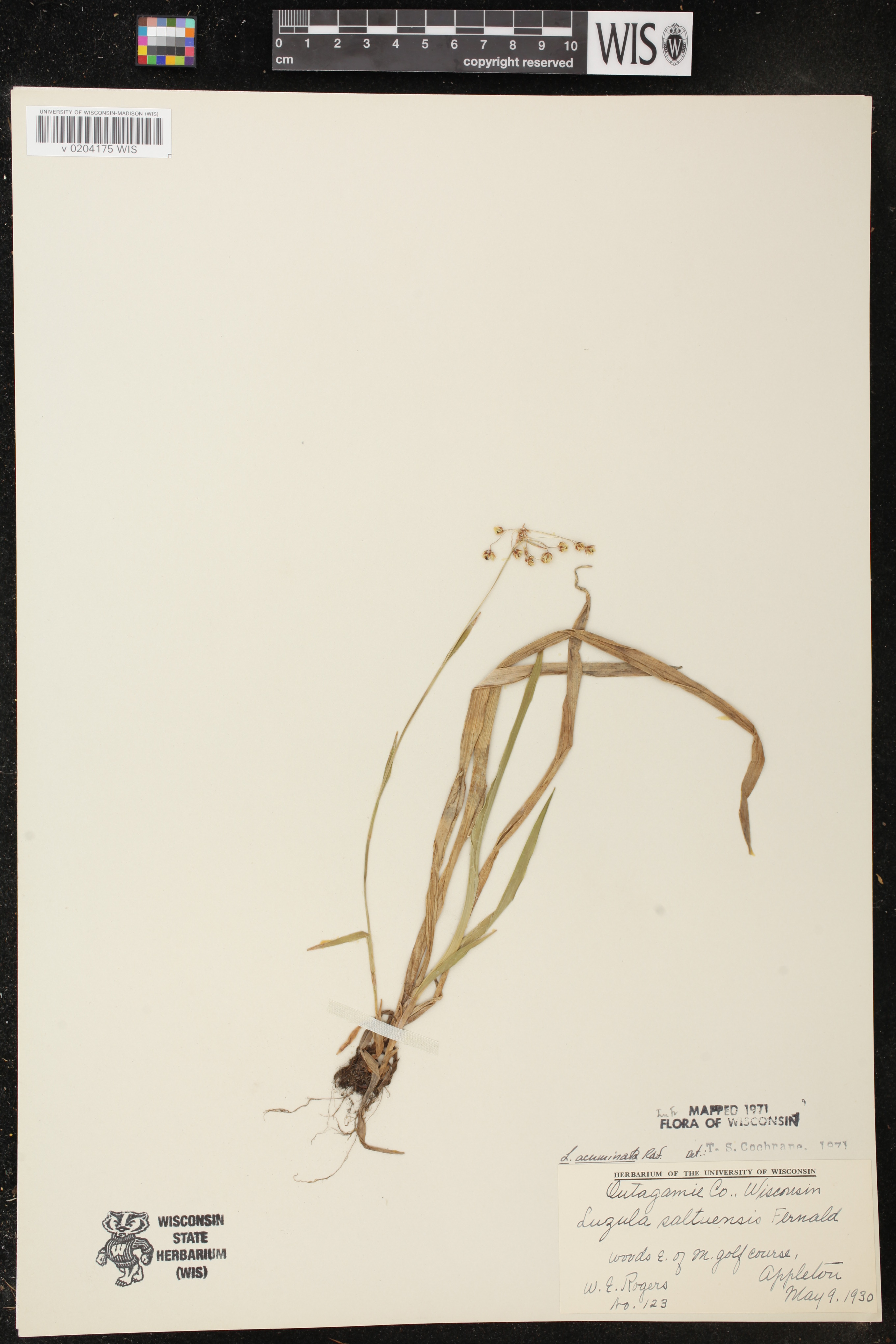 Luzula acuminata image