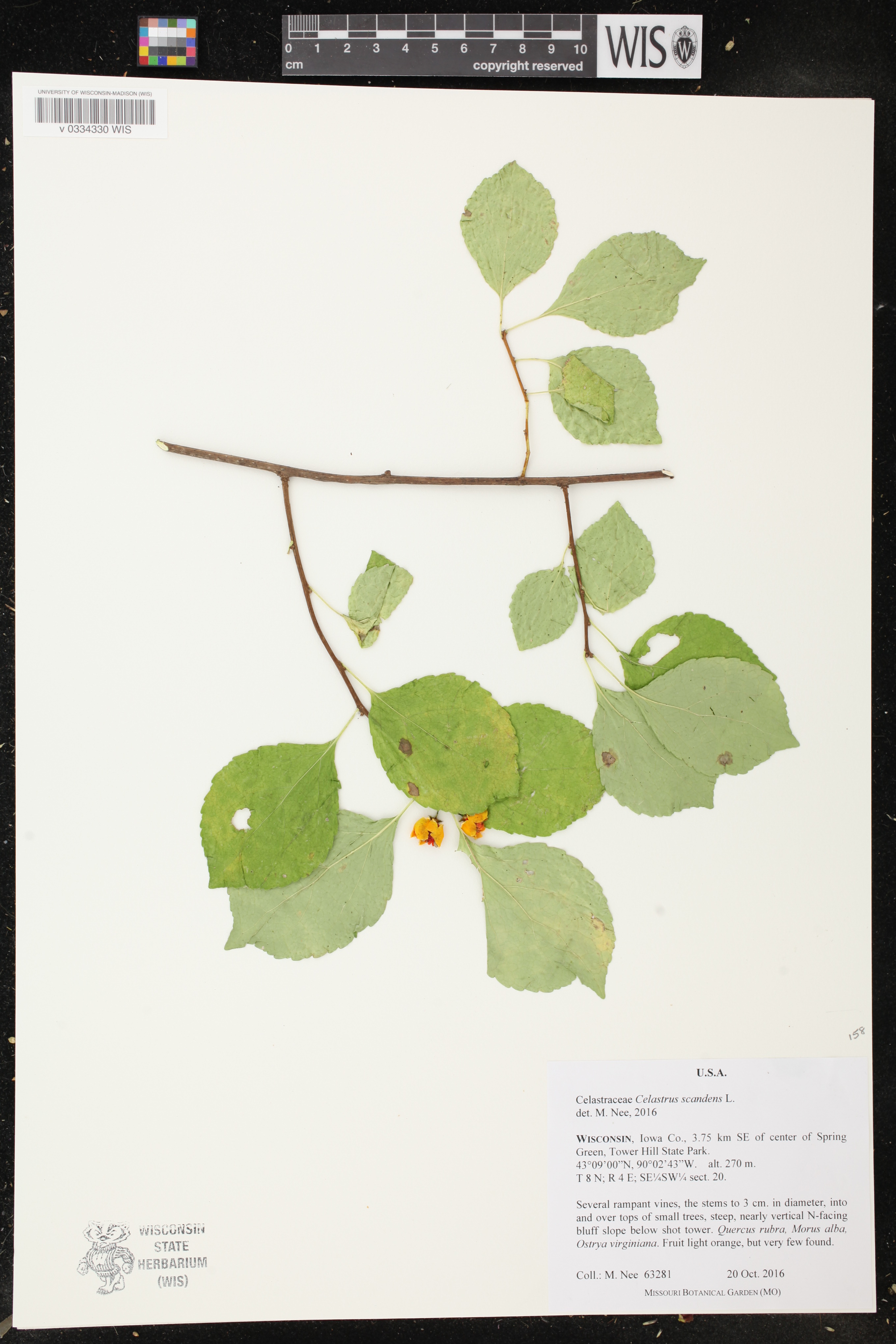 Celastrus orbiculatus image