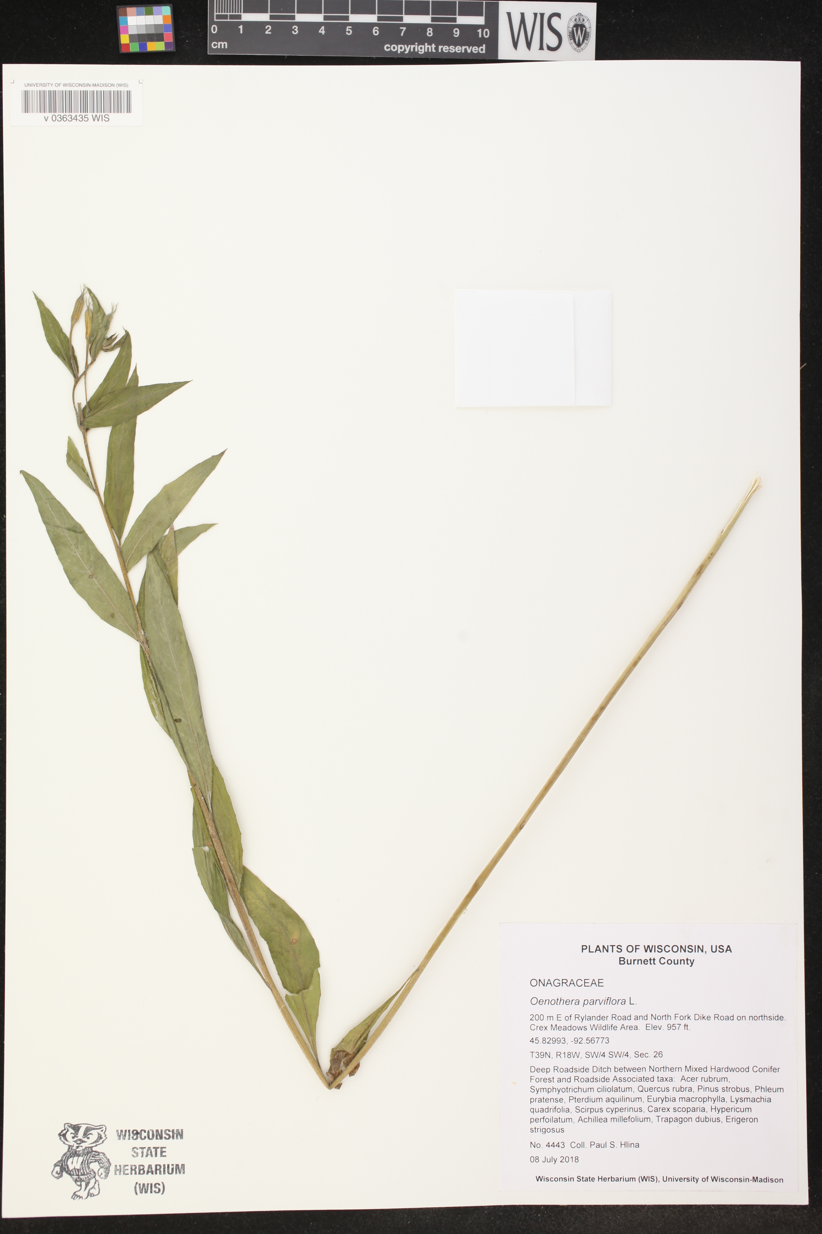 Oenothera parviflora image