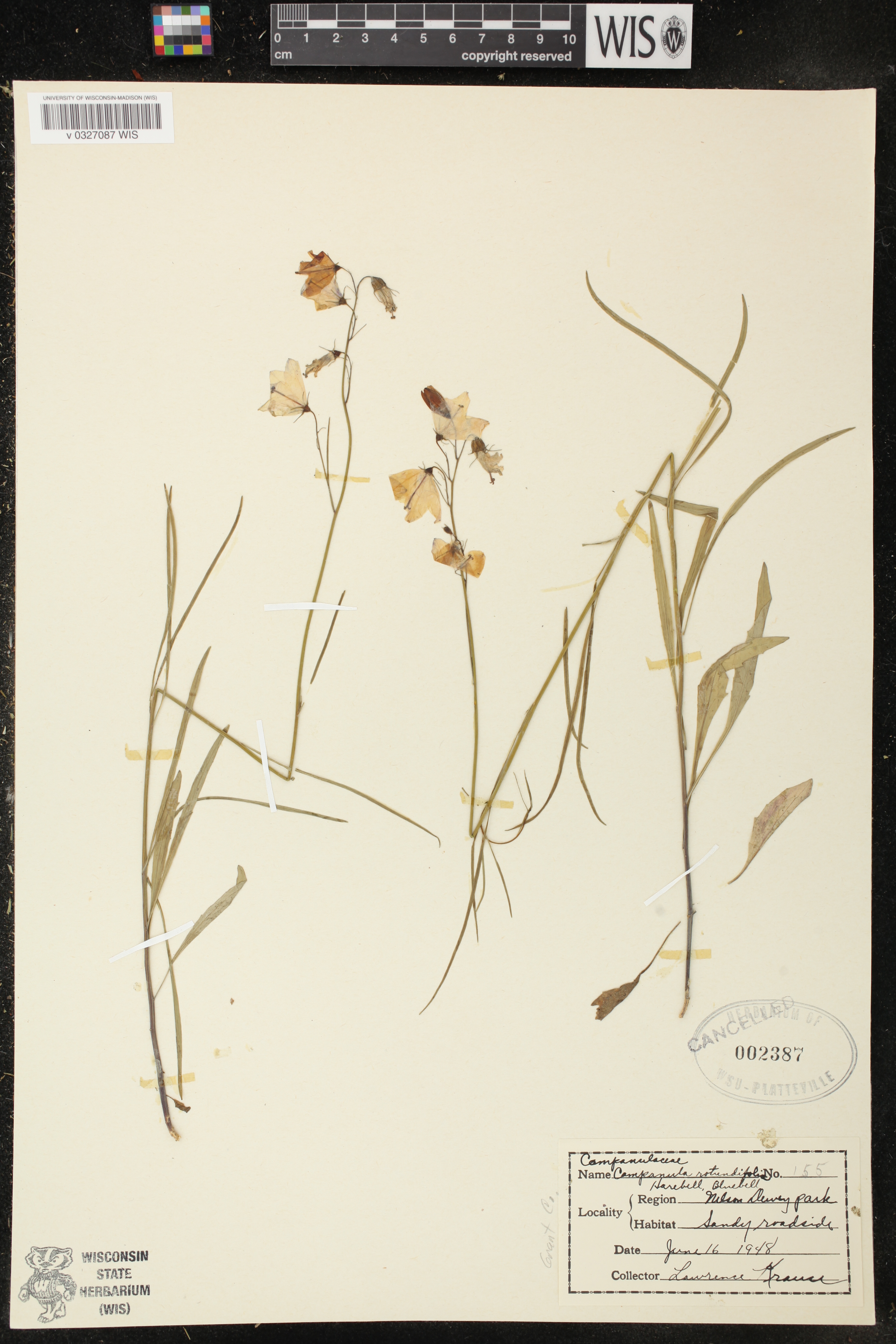 Campanula rotundifolia image