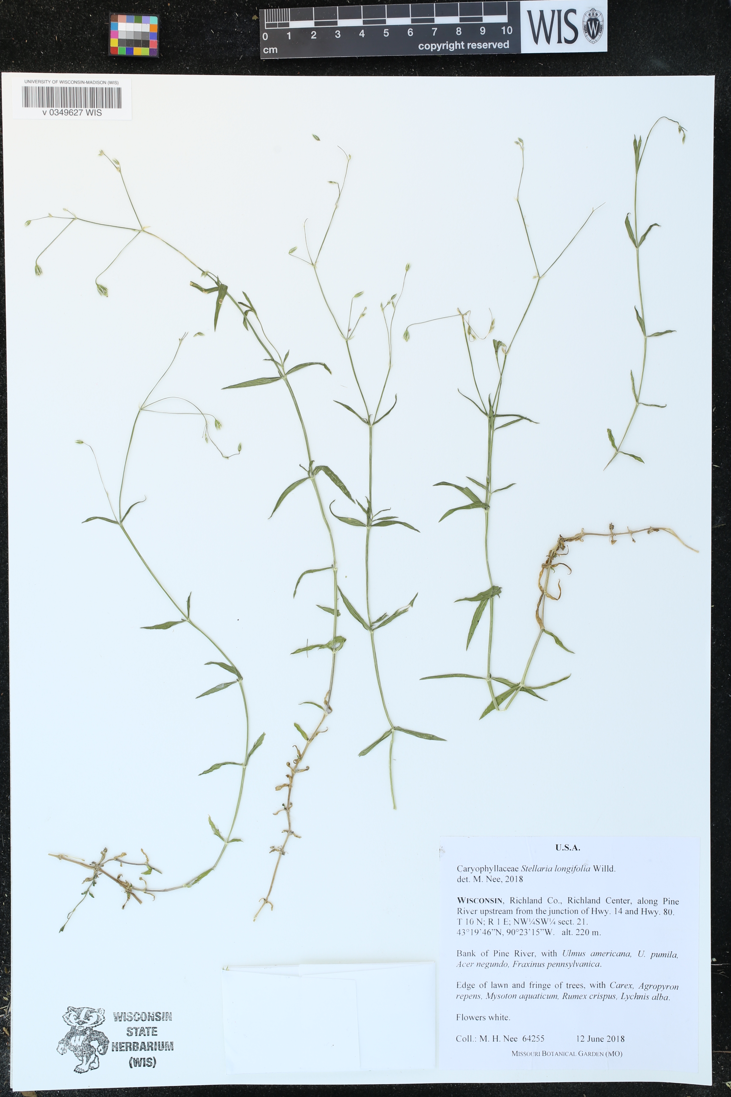 Stellaria longifolia image