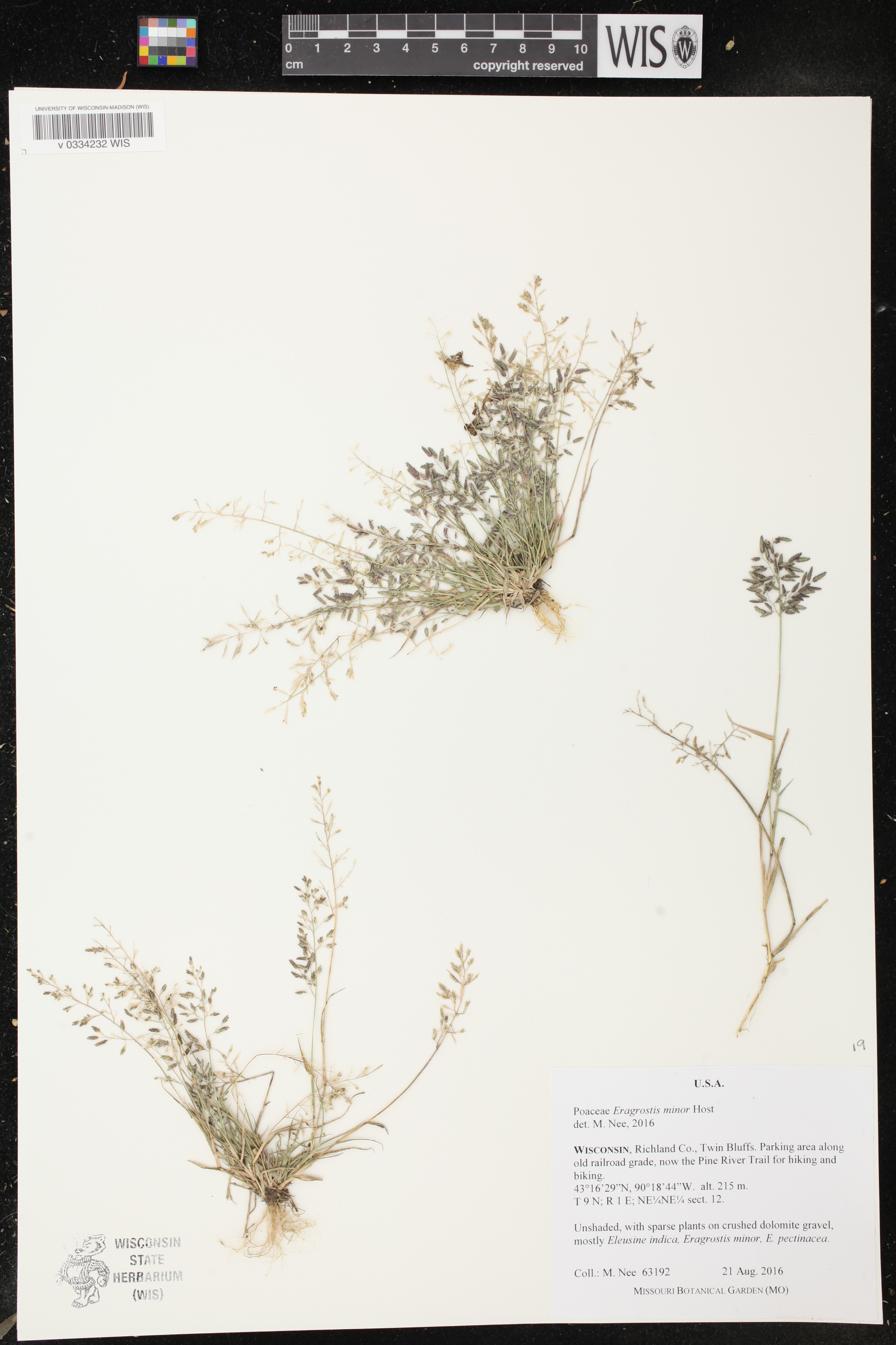 Eragrostis minor image