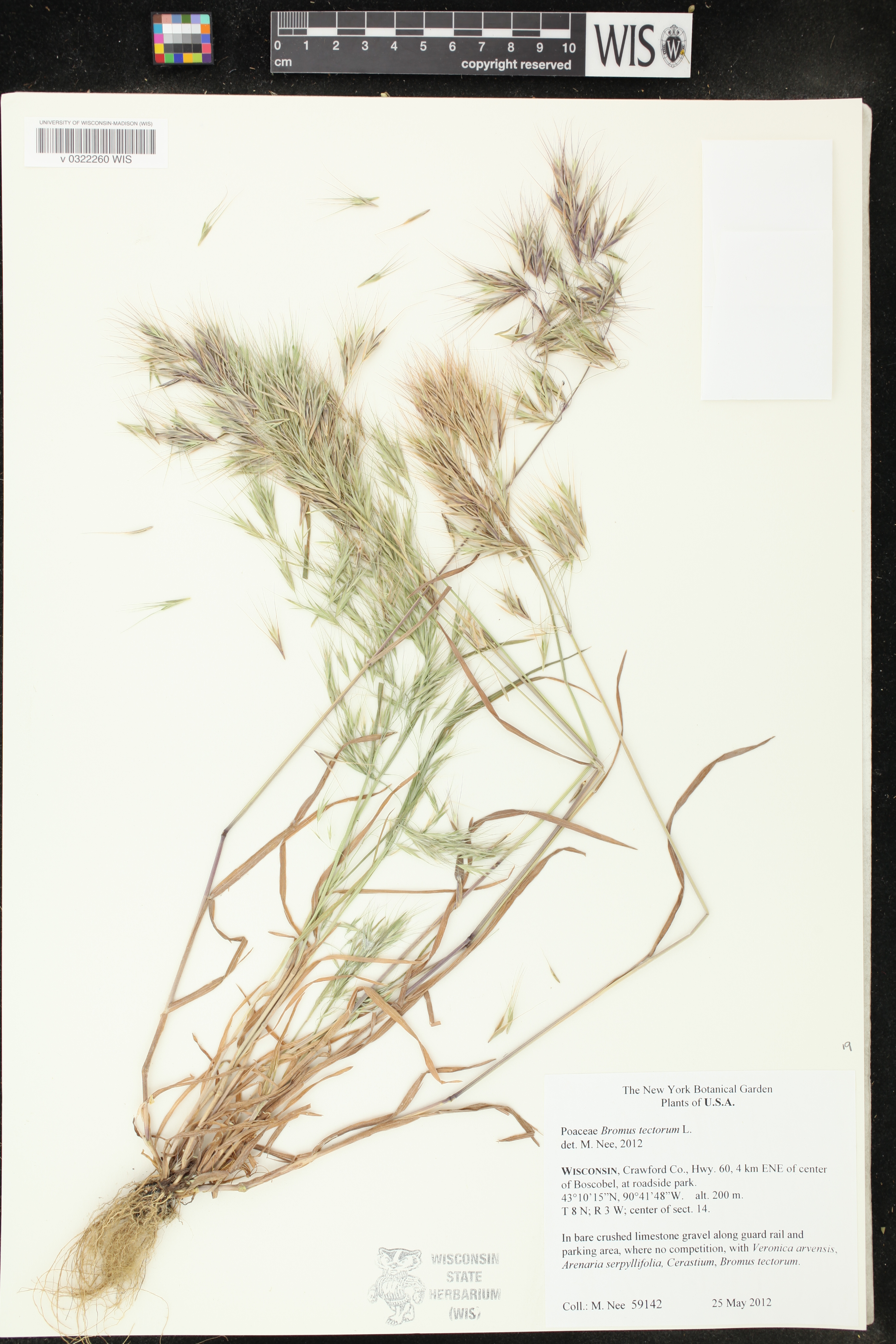 Bromus tectorum image