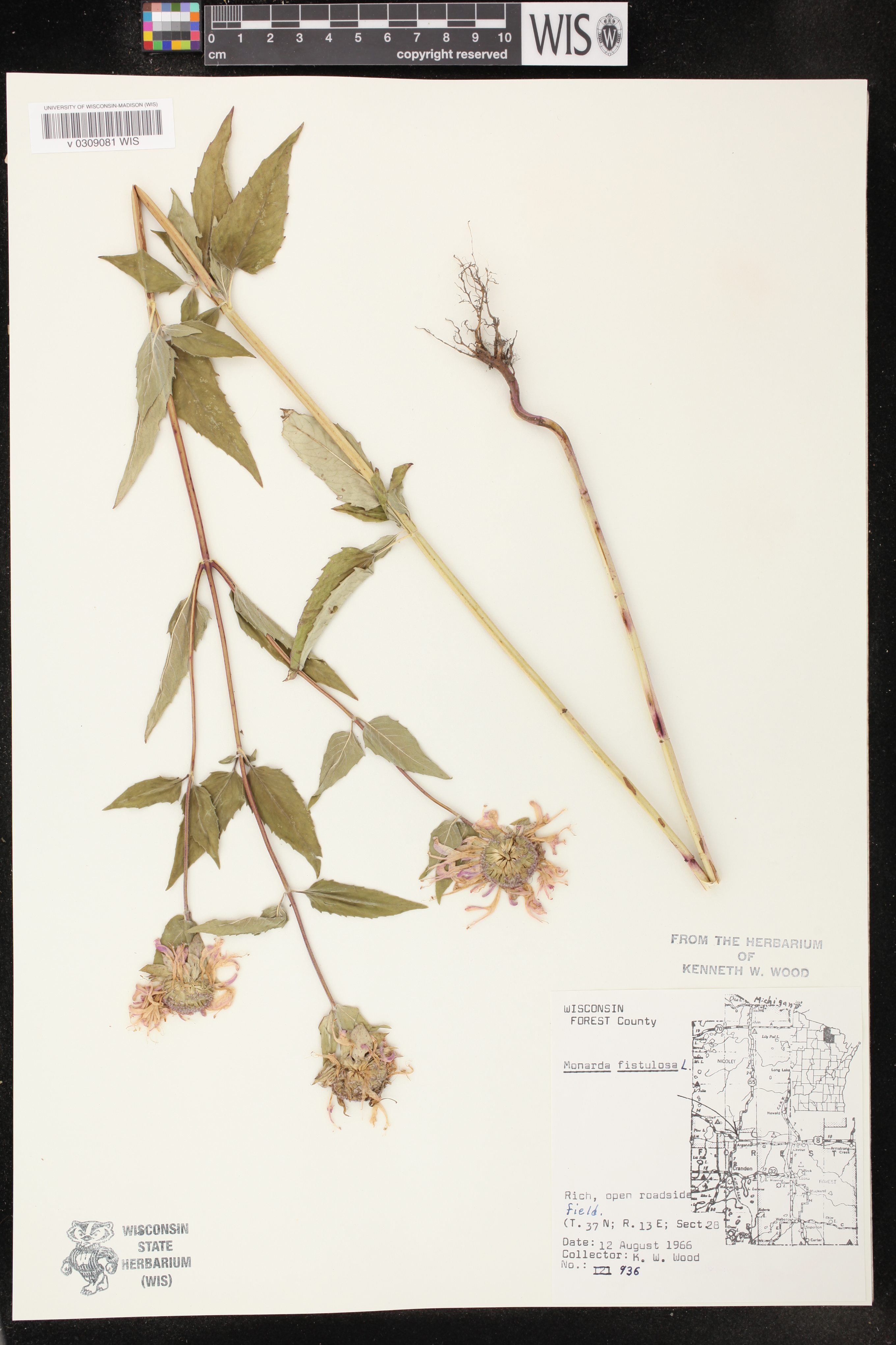 Monarda fistulosa image