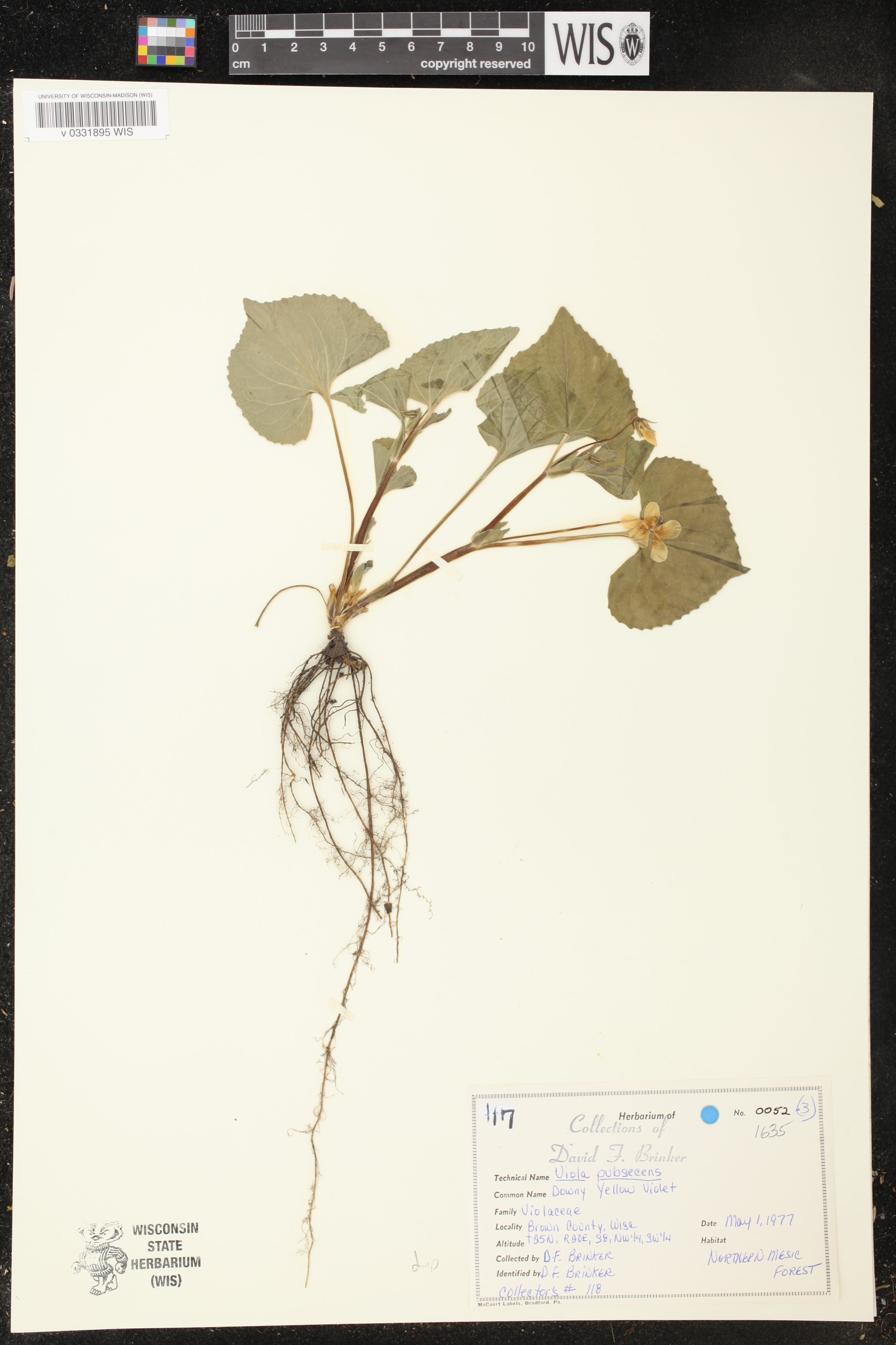 Viola pubescens image
