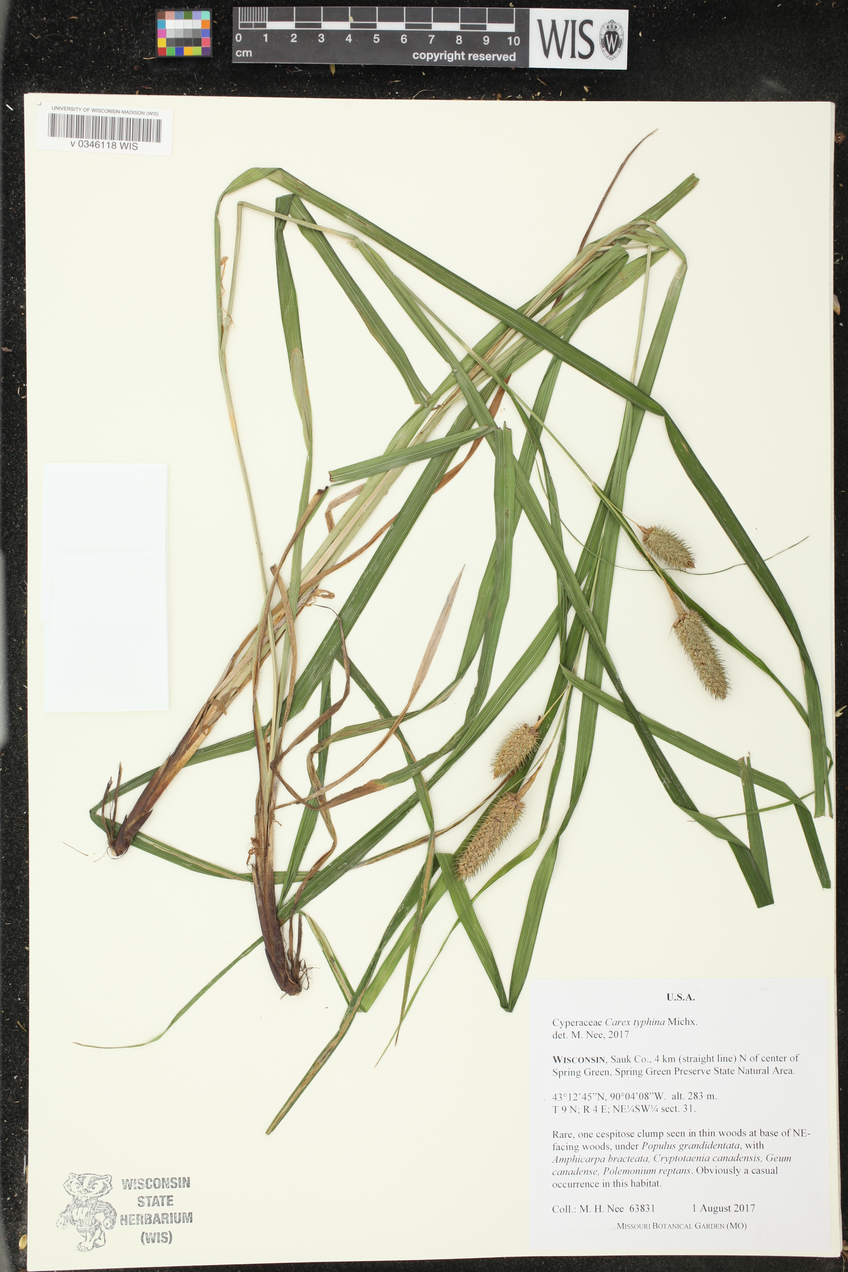 Carex typhina image
