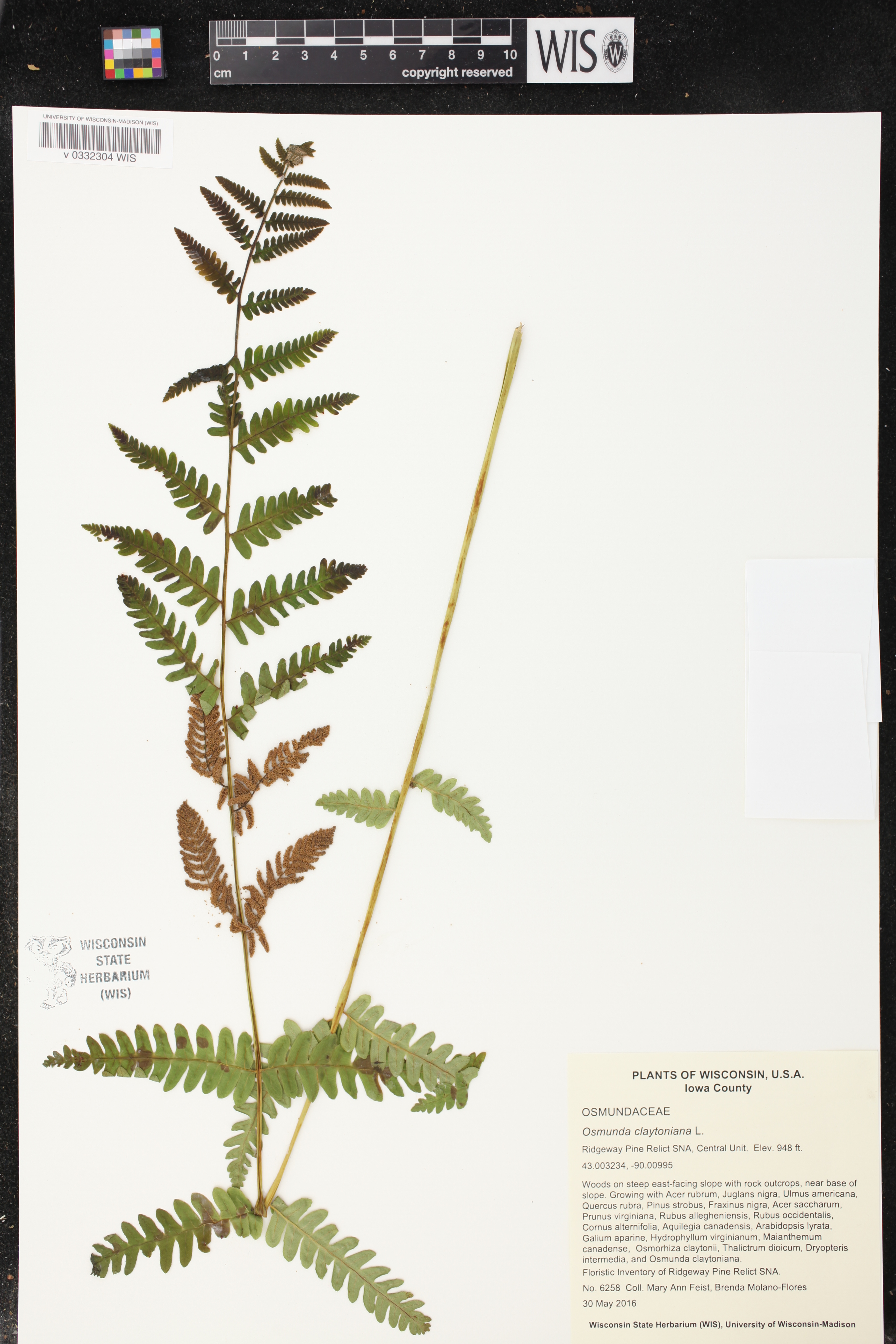 Osmunda claytoniana image