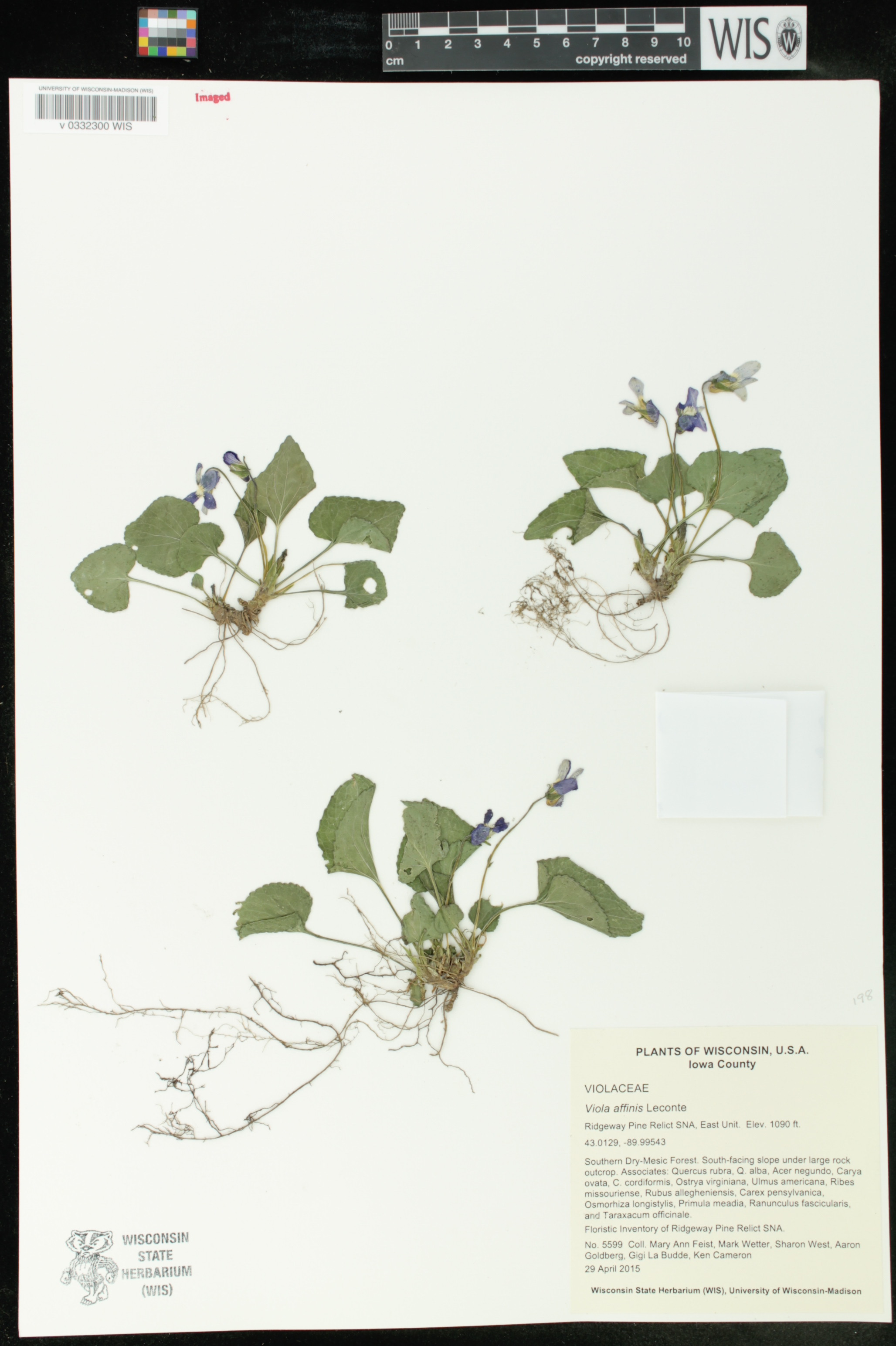 Viola affinis image