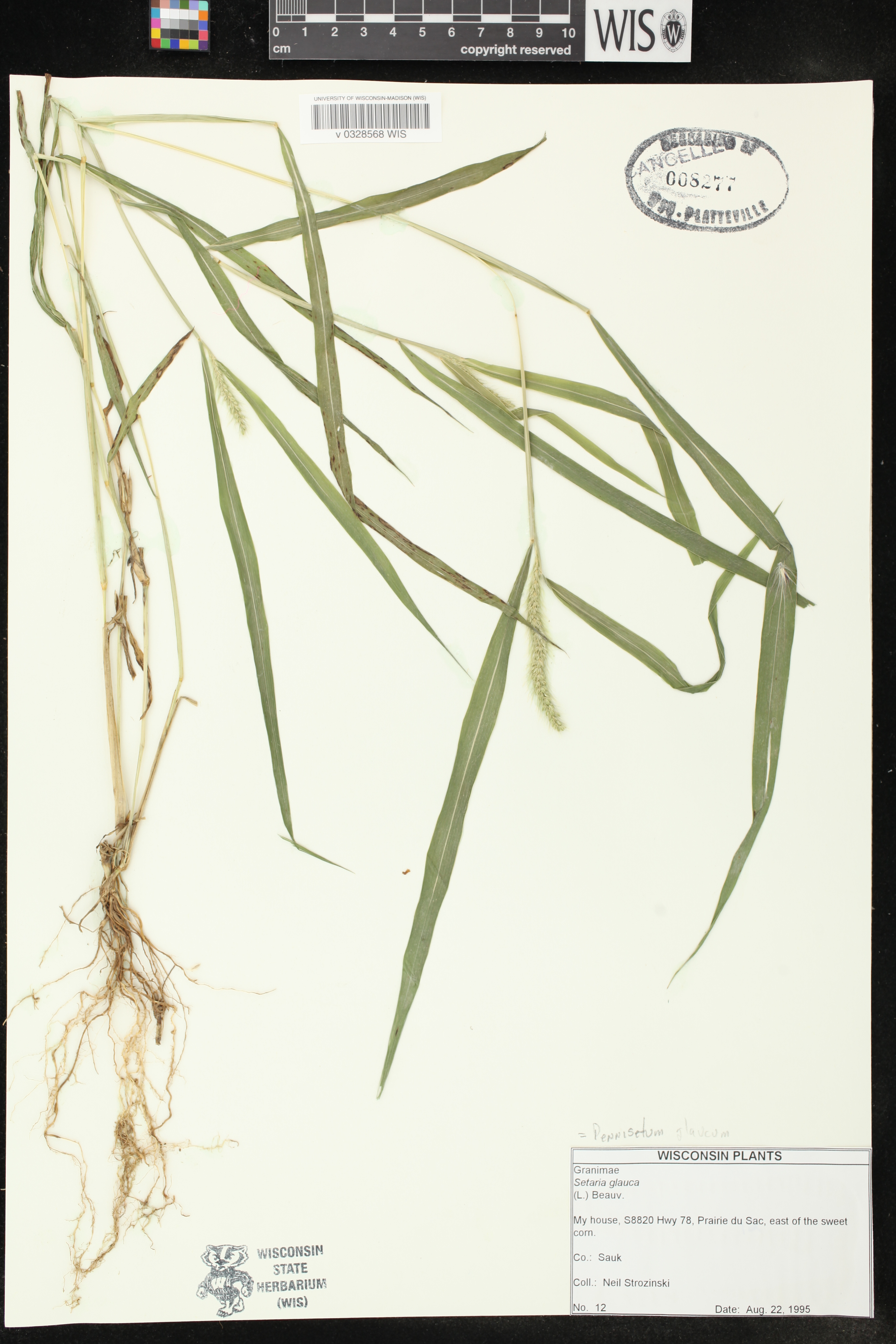 Setaria pumila subsp. pumila image
