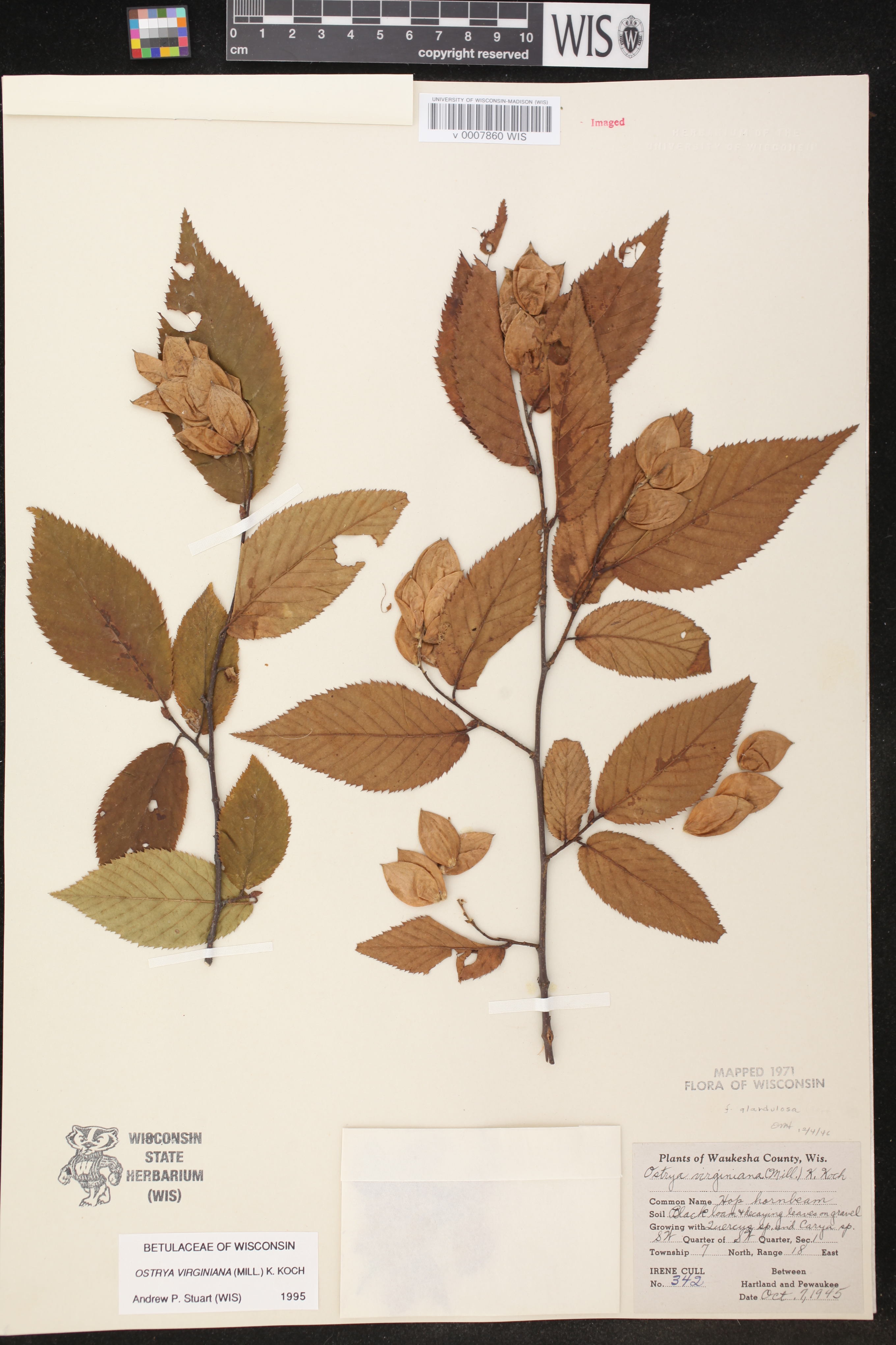 Ostrya virginiana image