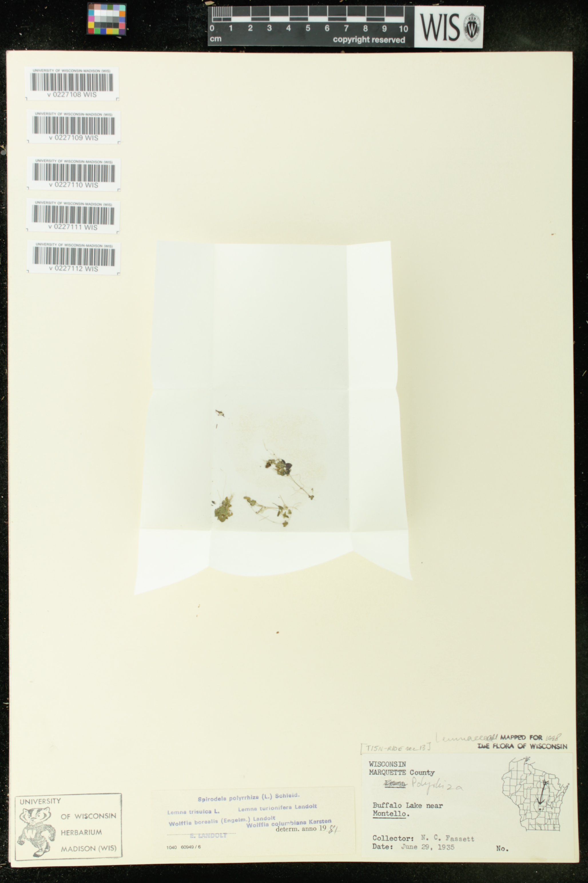 Lemna turionifera image