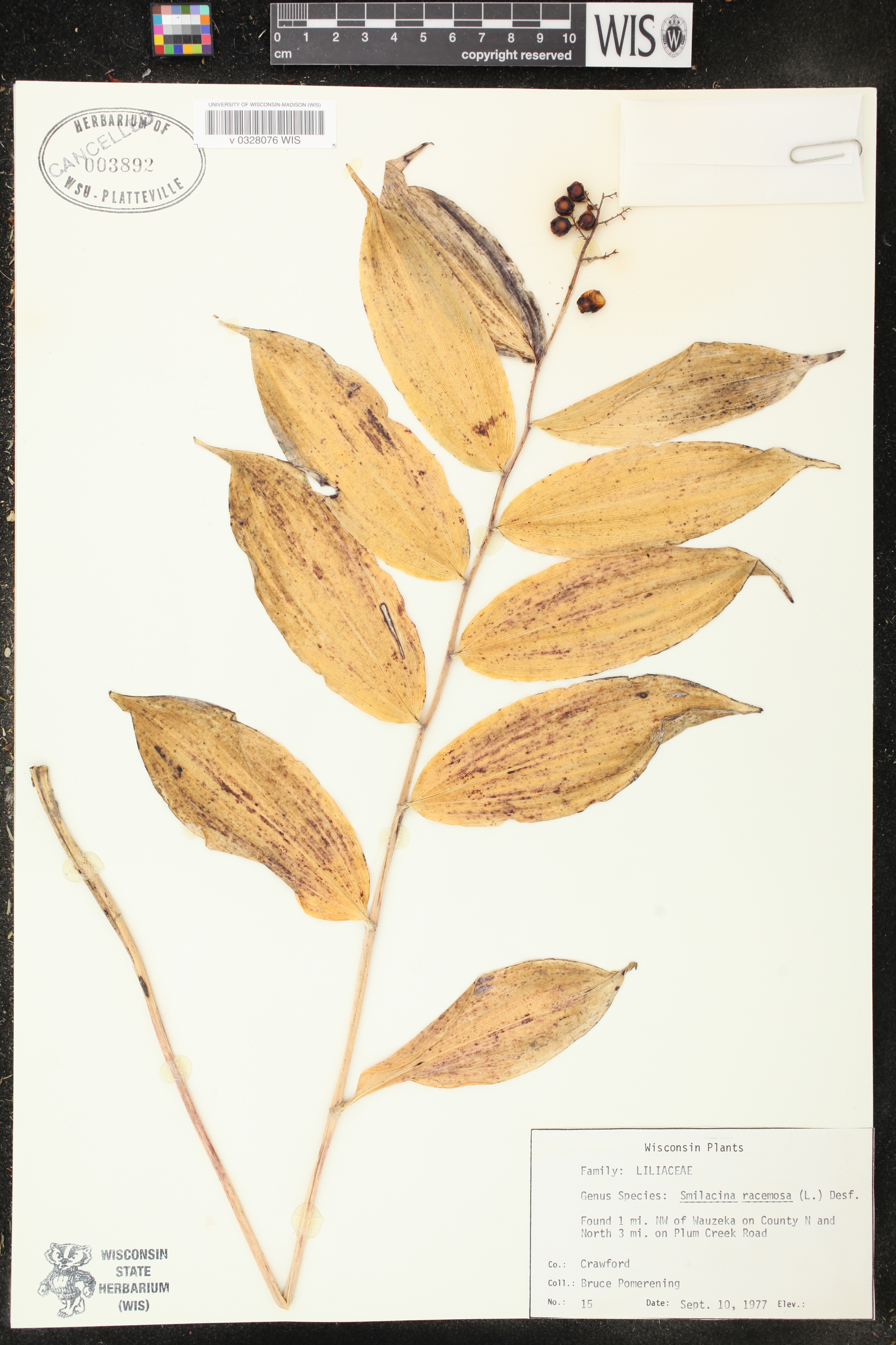 Maianthemum racemosum image
