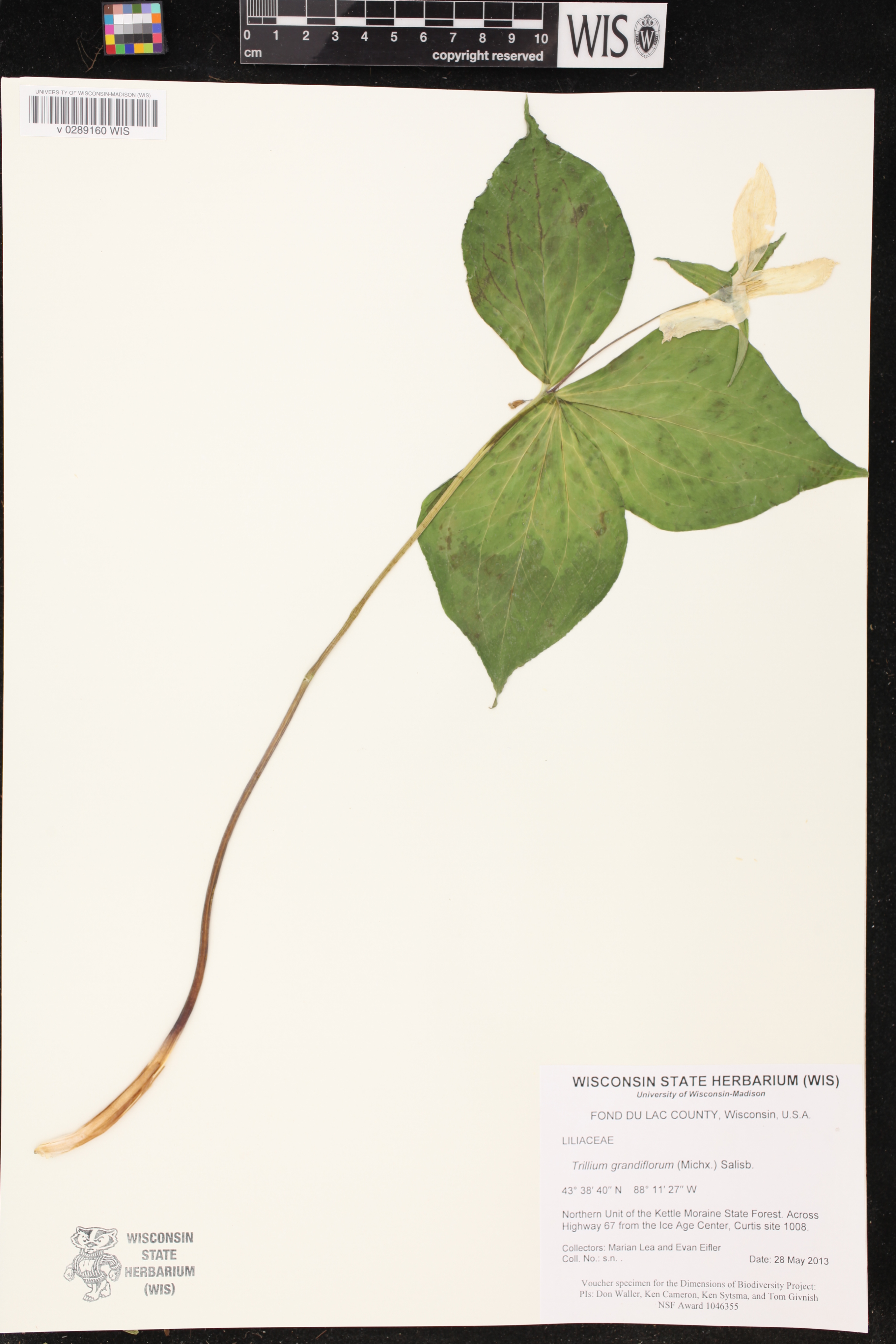 Trillium grandiflorum image