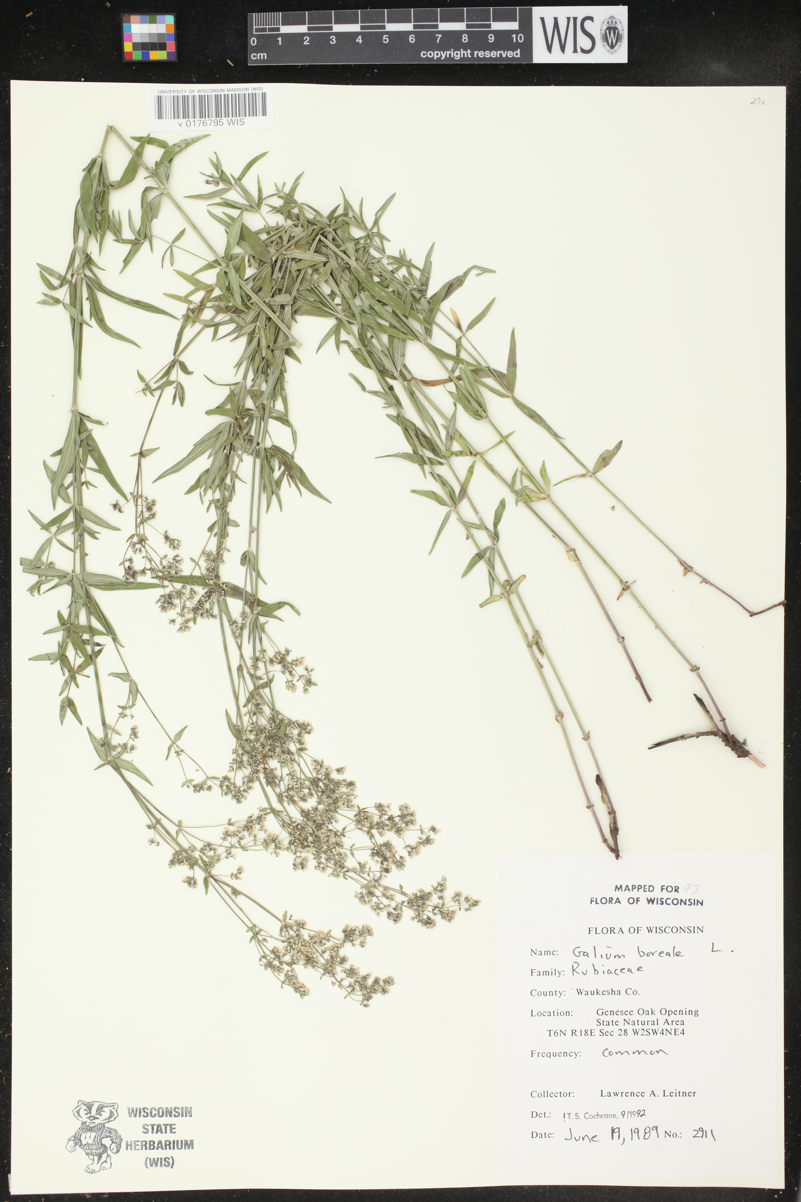 Galium boreale image