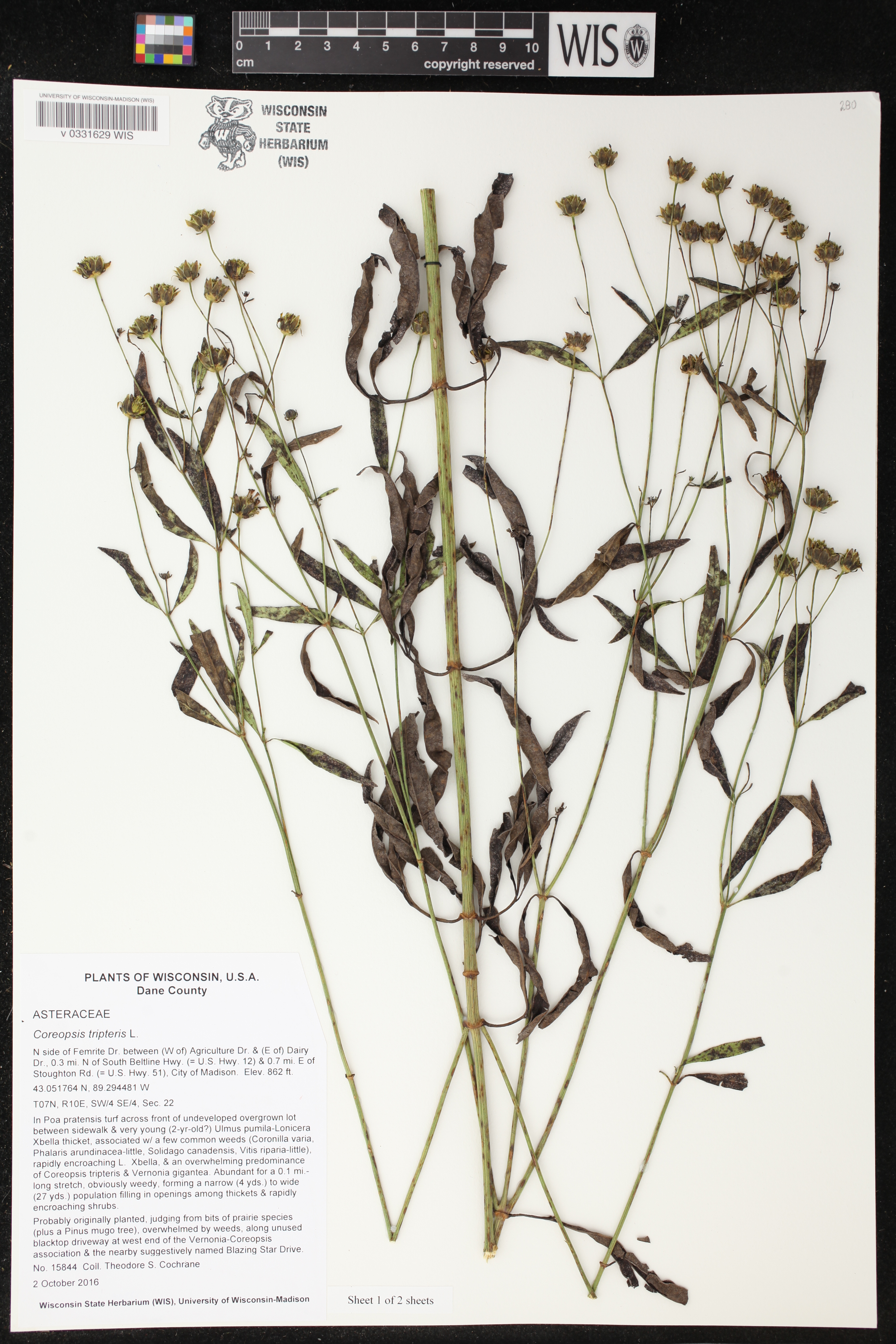 Coreopsis tripteris image