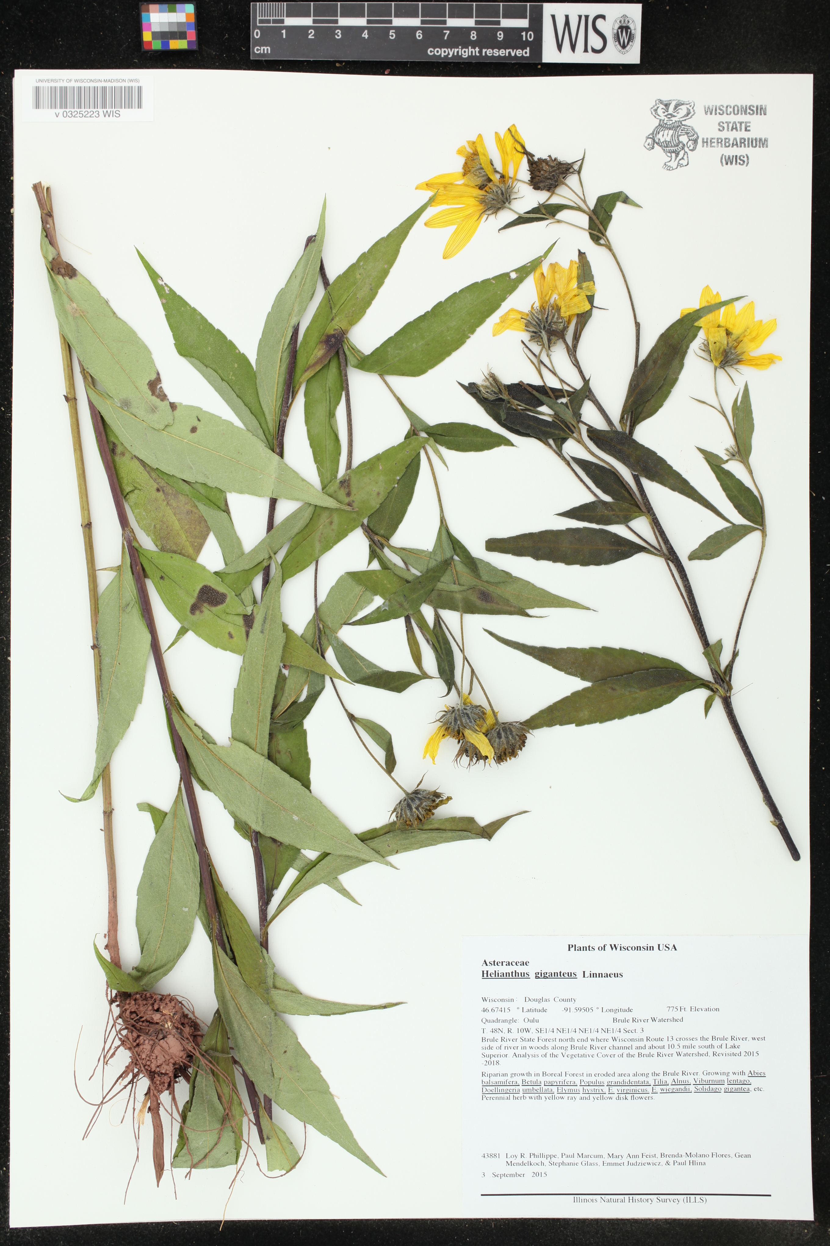 Helianthus giganteus image