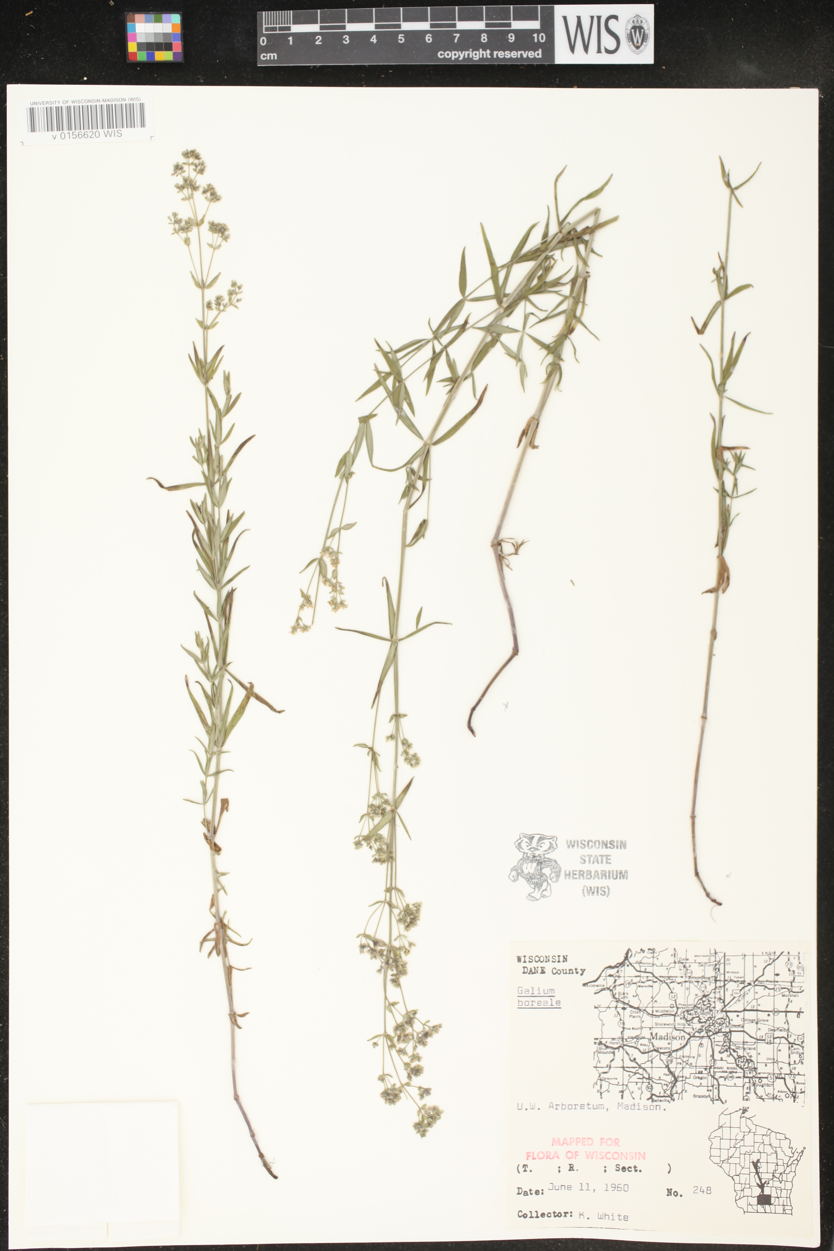 Galium boreale image