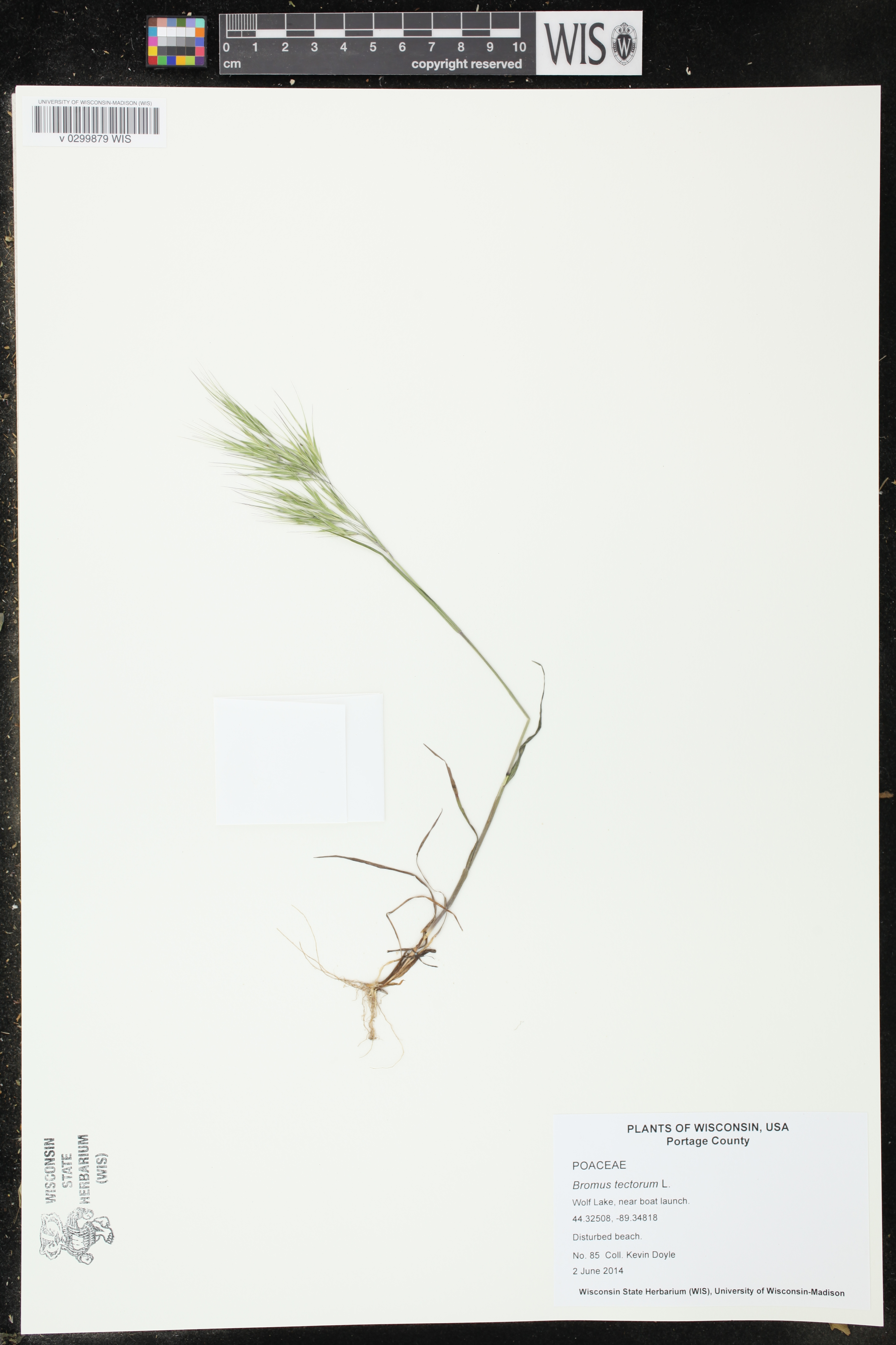 Bromus tectorum image
